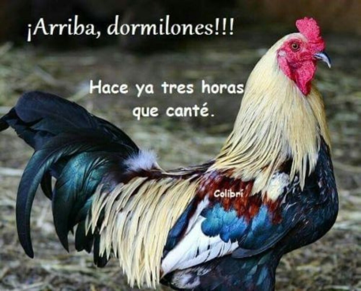 Arriba dormilones hace ya tres horas que canté