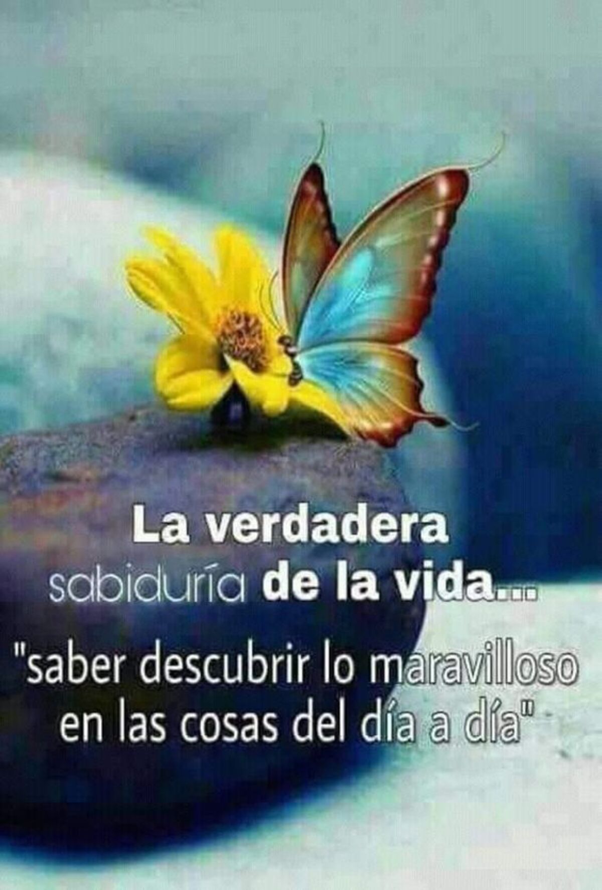 Bello Día 2