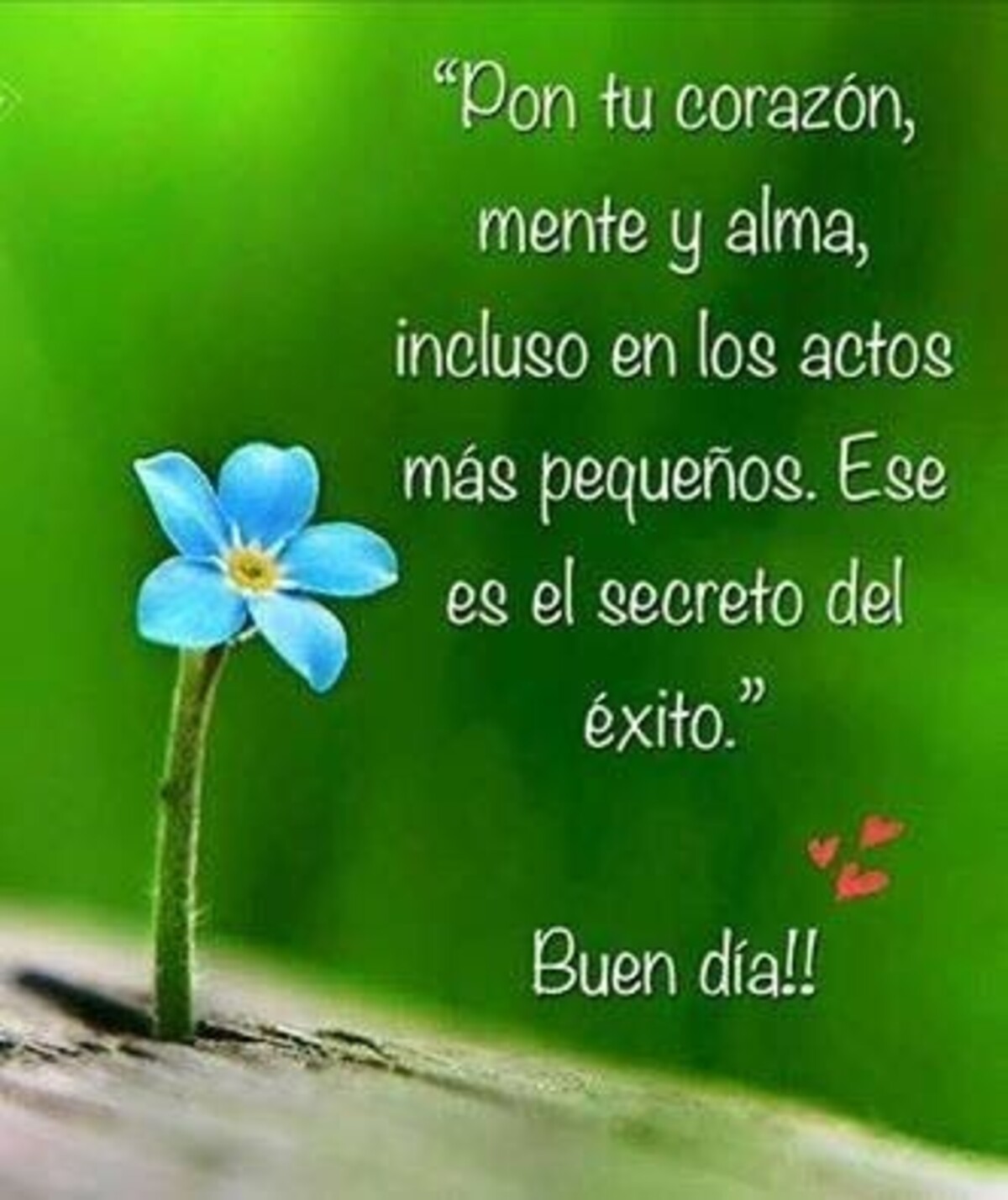 Bello Día 7