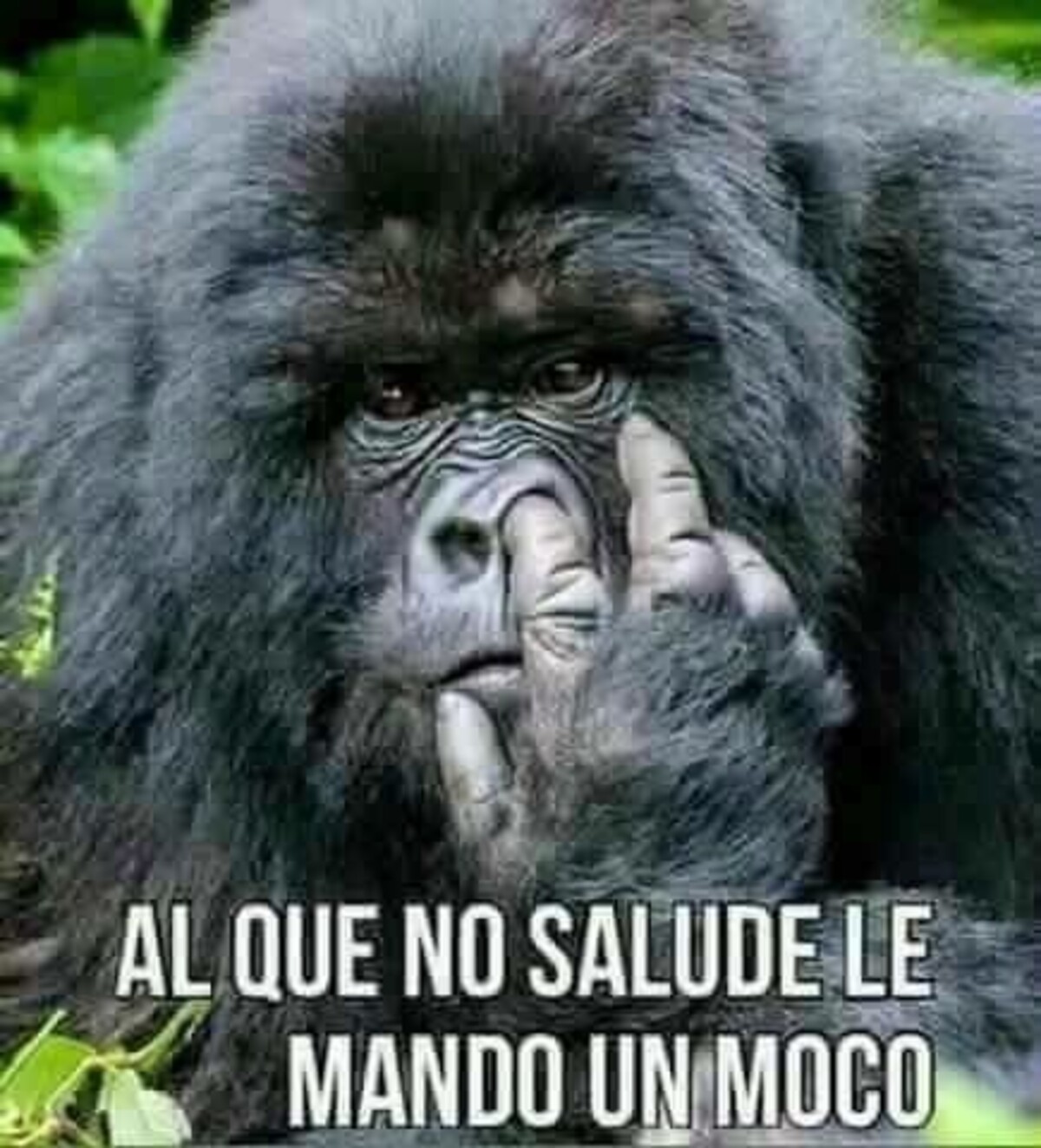 Bonitas imágenes Buenos días divertidos (3)