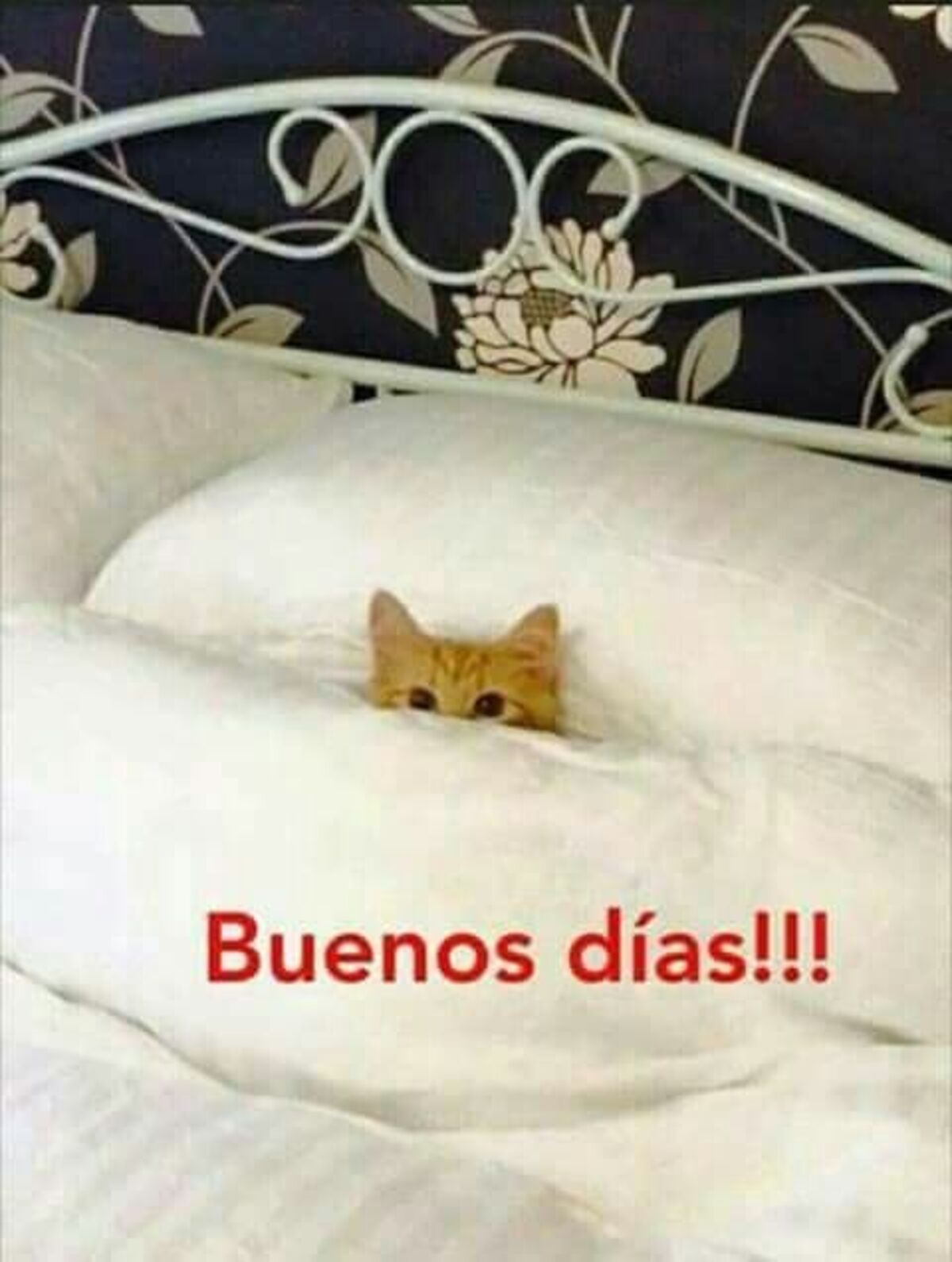 Bonitas imágenes Buenos días divertidos (6)