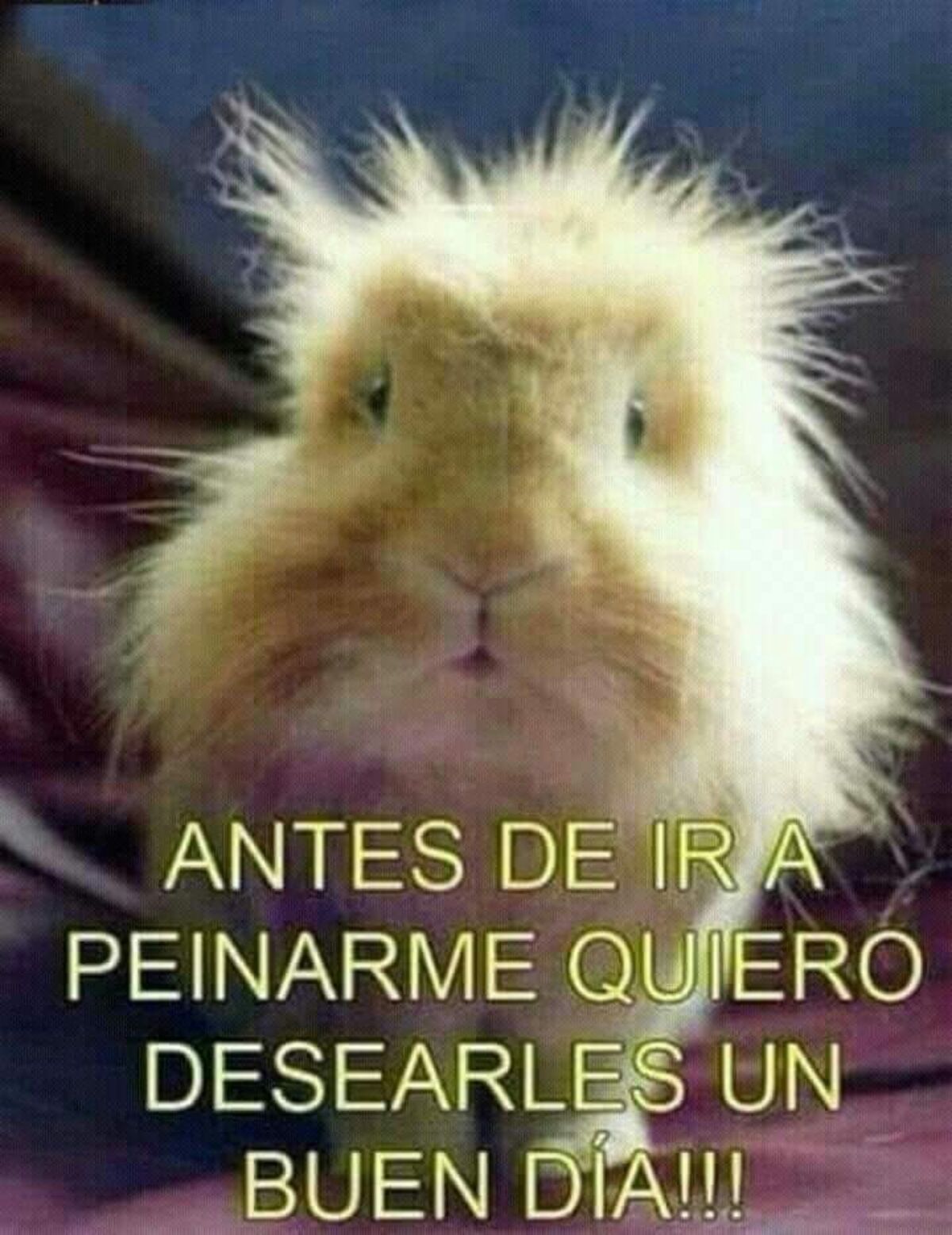 Bonitas imágenes Buenos días divertidos (9)