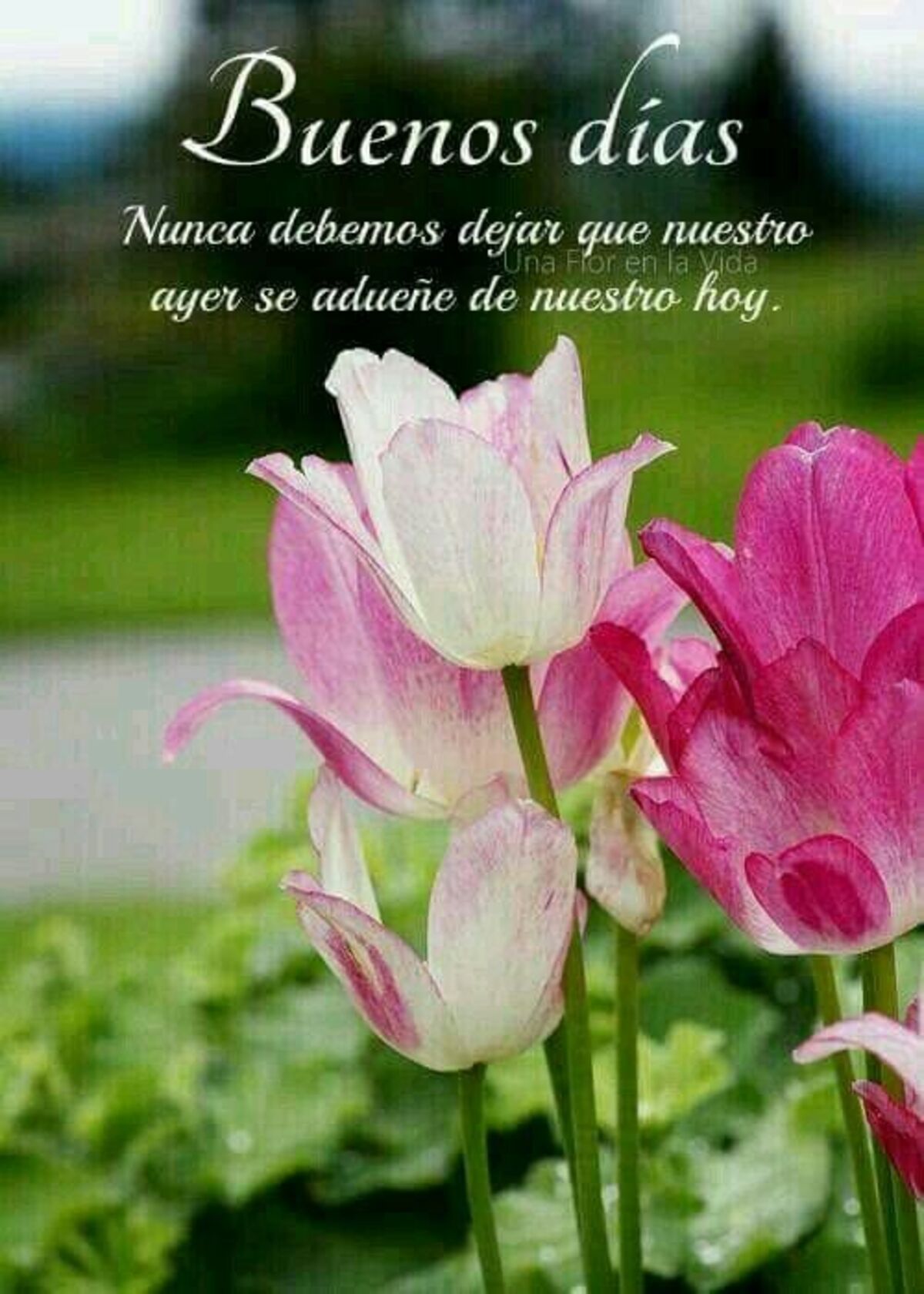 Bonito Día 1