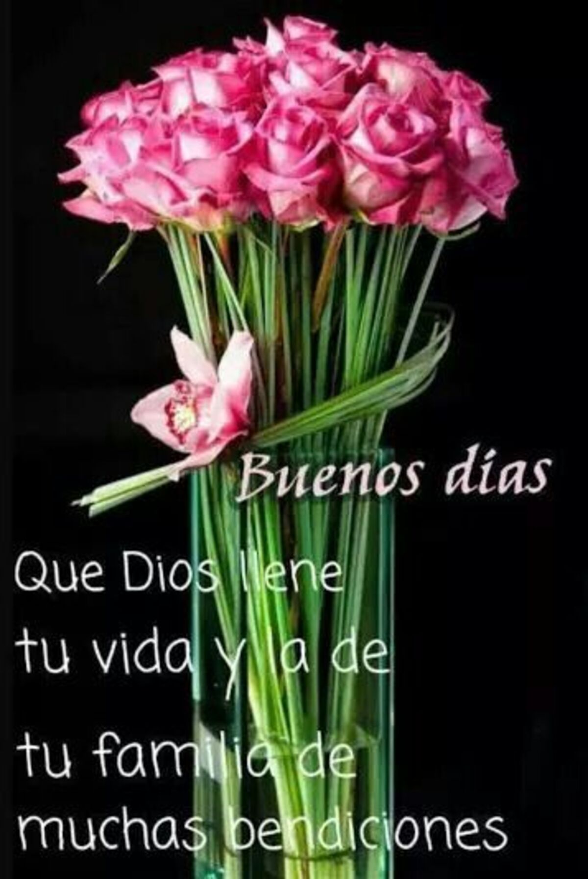 Bonito Día 4