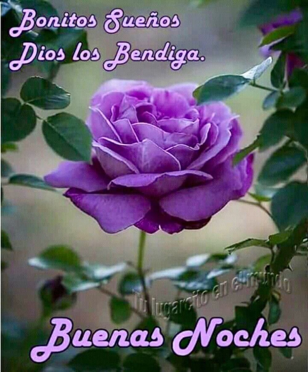 Bonitos sueños Dios los bendiga Buenas Noches