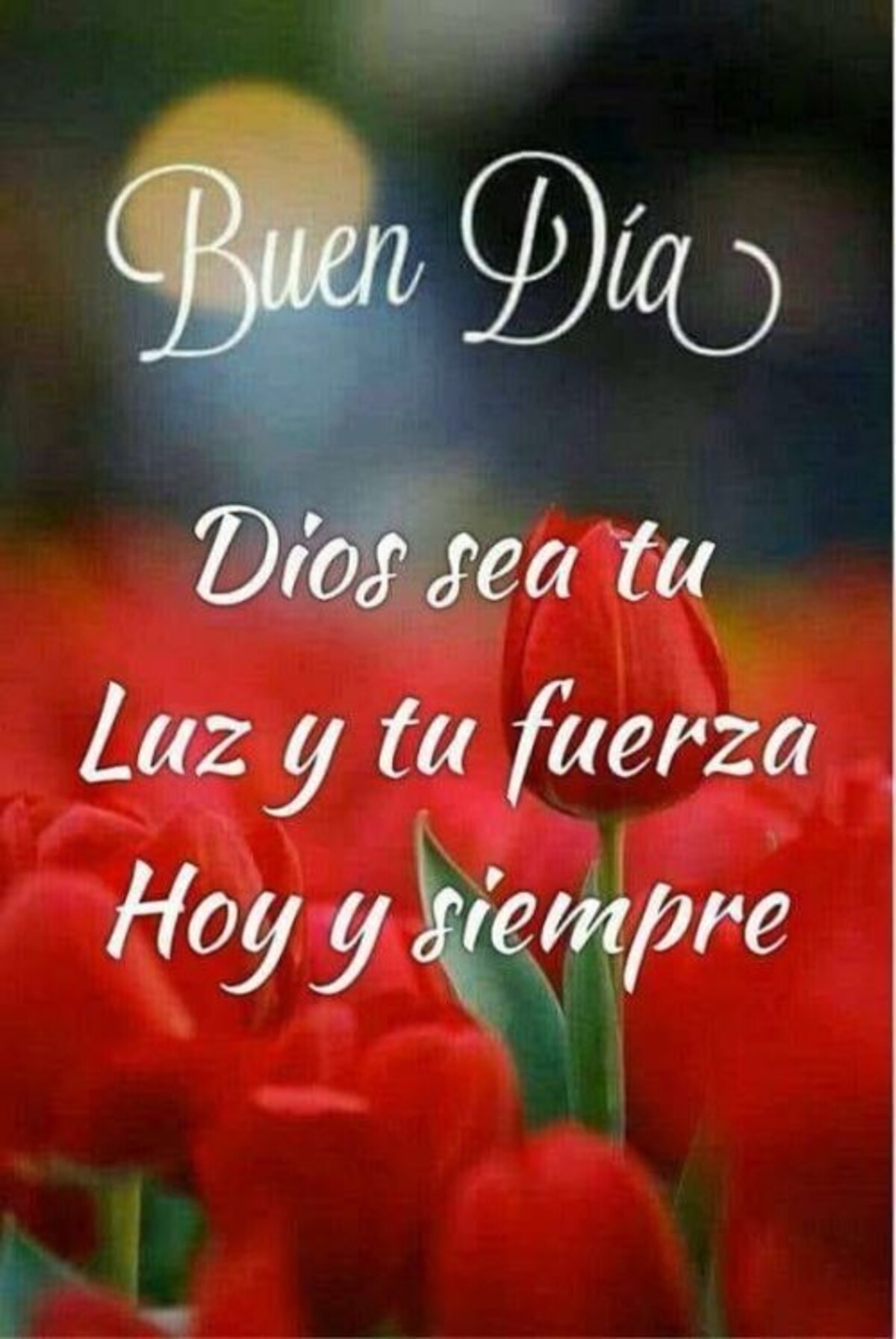 Buen Día 15