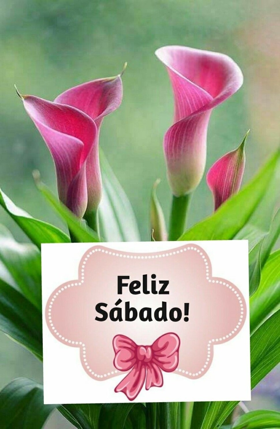 Buen Día Feliz Sábado bendiciones WhatsApp 13