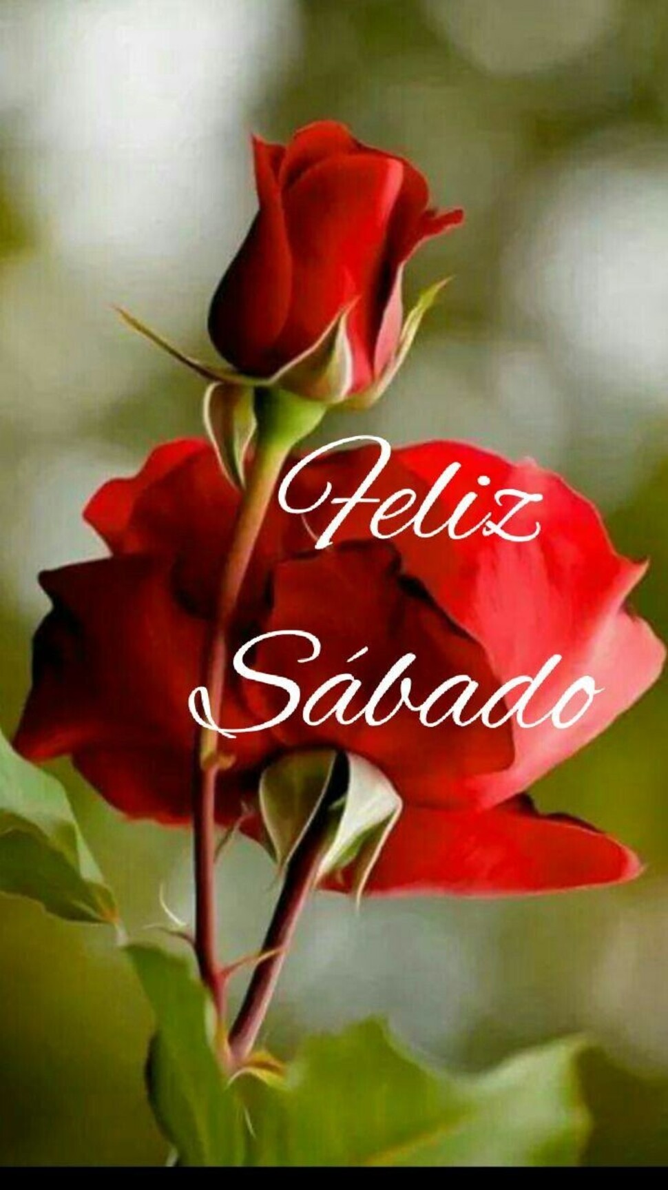 Buen Día Feliz Sábado bendiciones WhatsApp 4