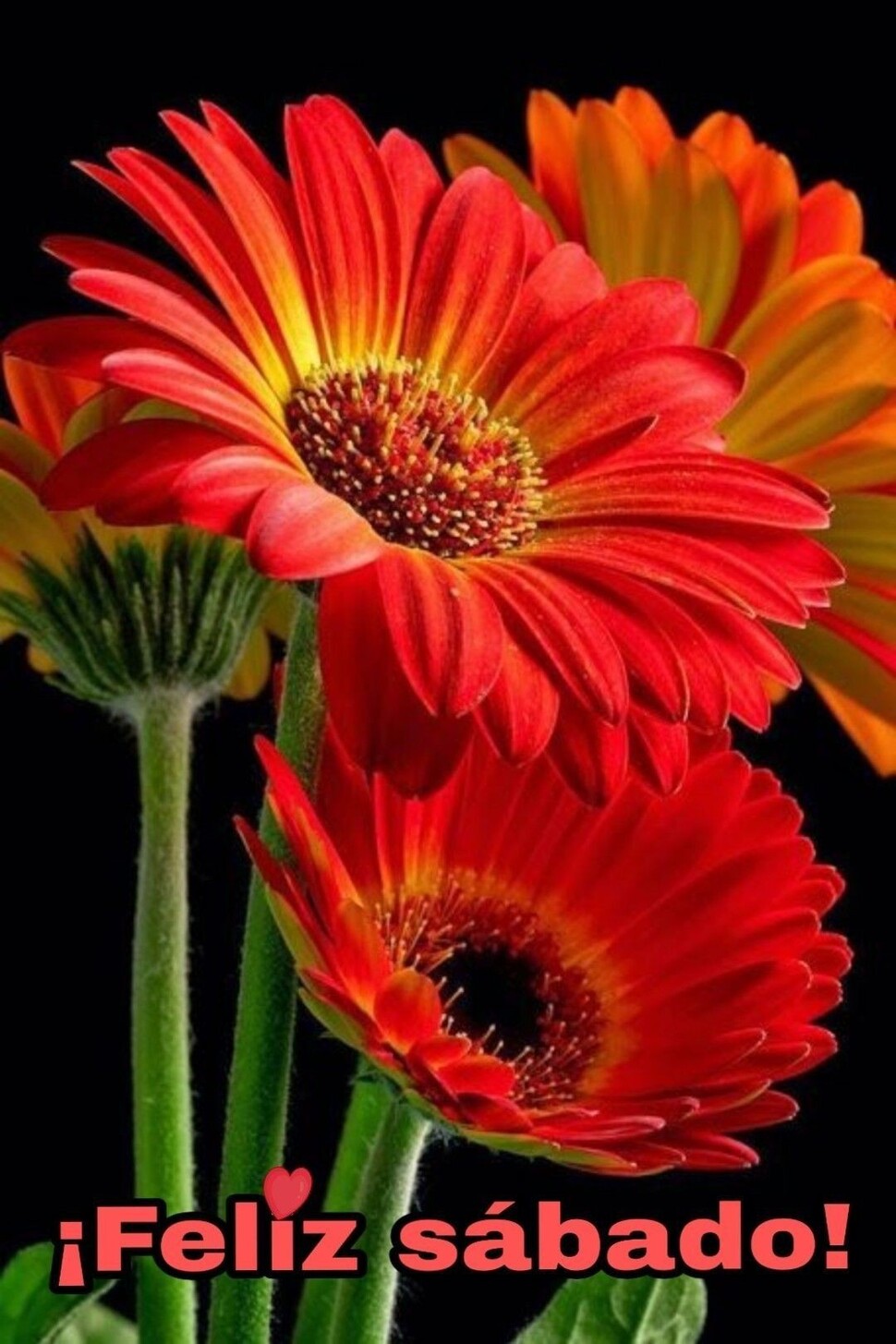 Buen Día Feliz Sábado bendiciones WhatsApp 9