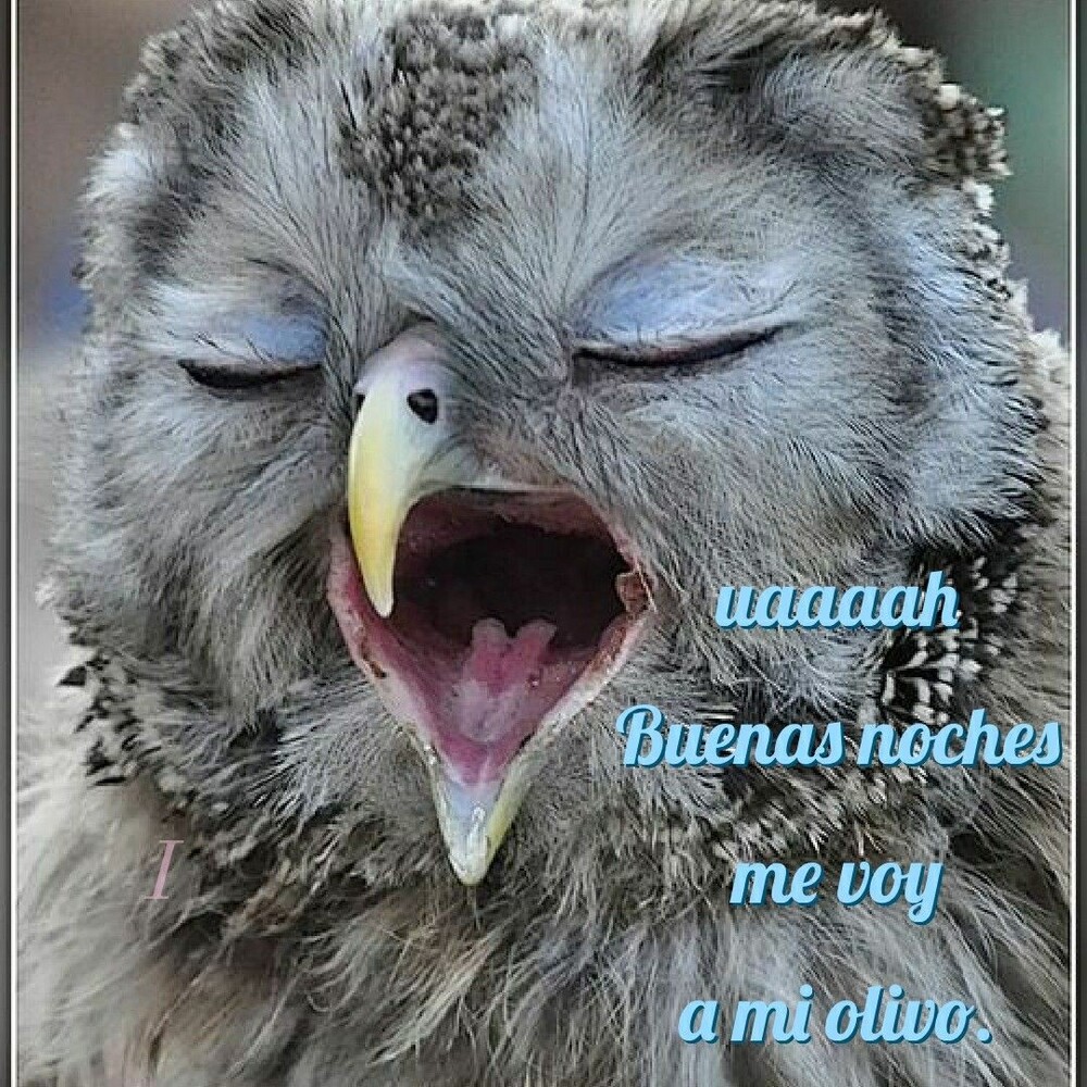 Buenas Noches chistosas imágenes (3)