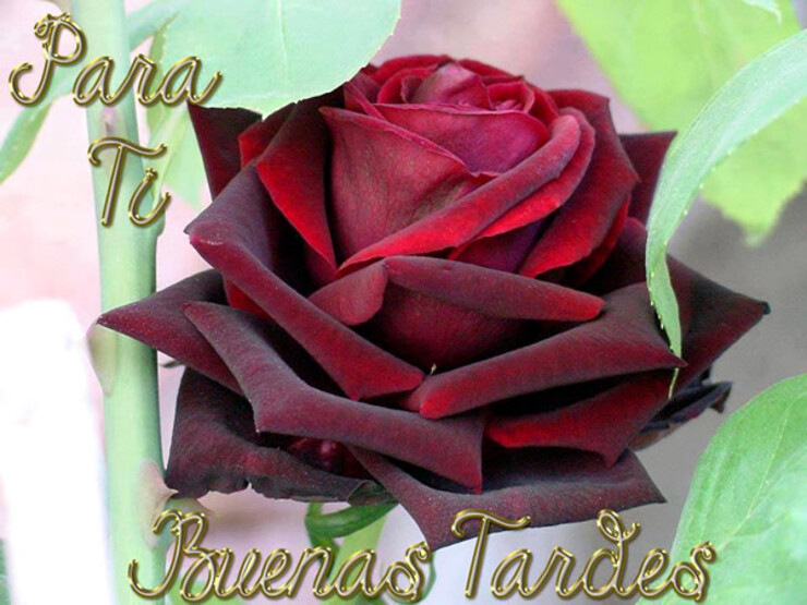 Buenas Tardes 3