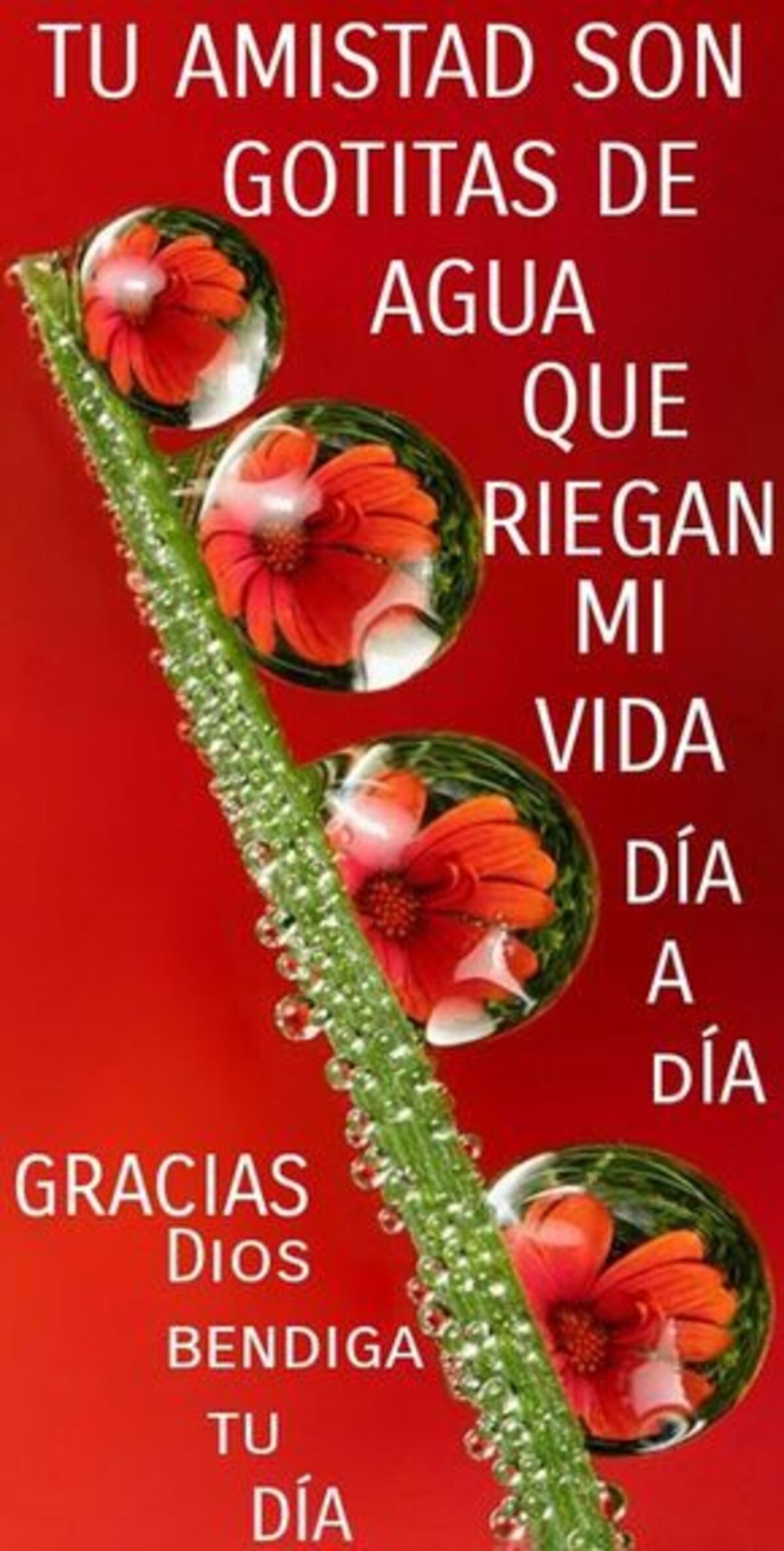 Buenos Días 6