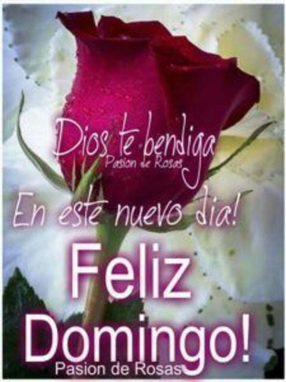 Buenos Días Feliz Domingo 11