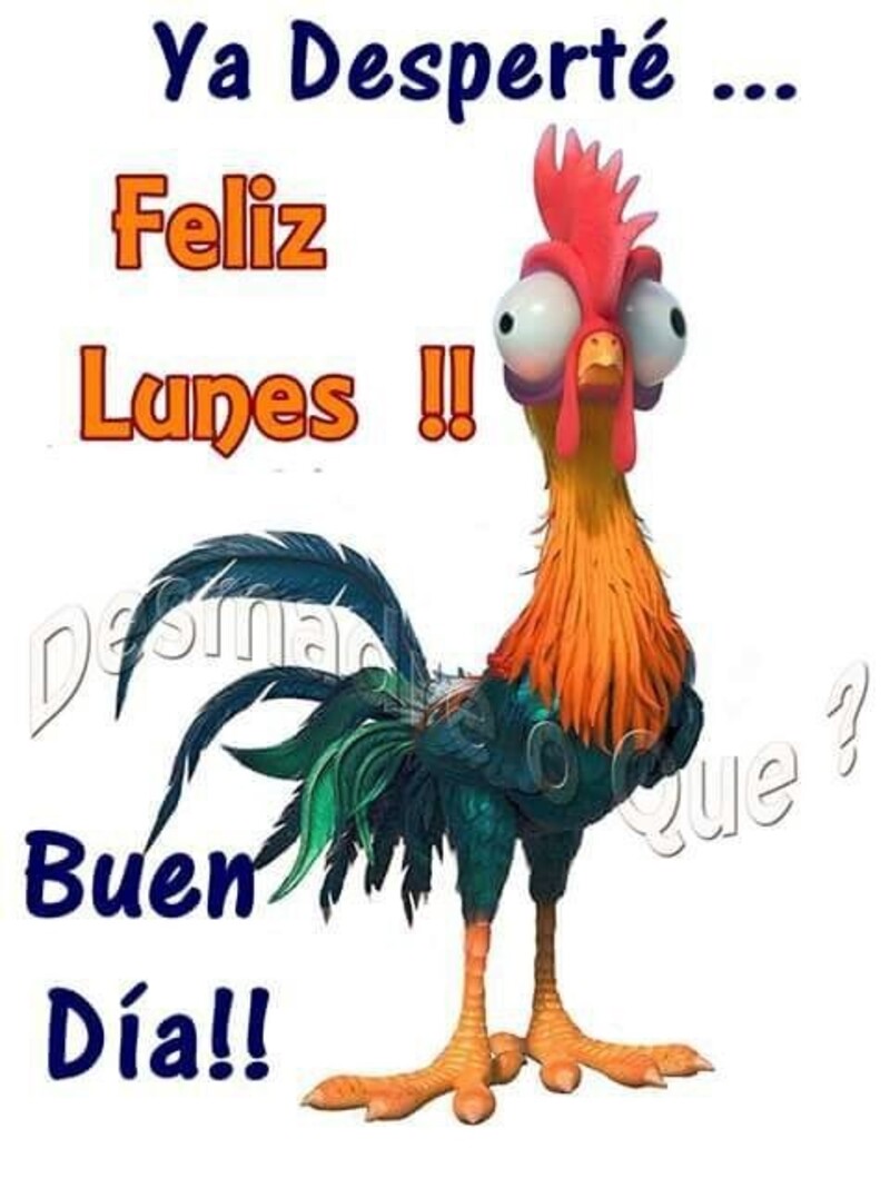 Buenos Días Feliz Lunes imágenes divertidas (3)