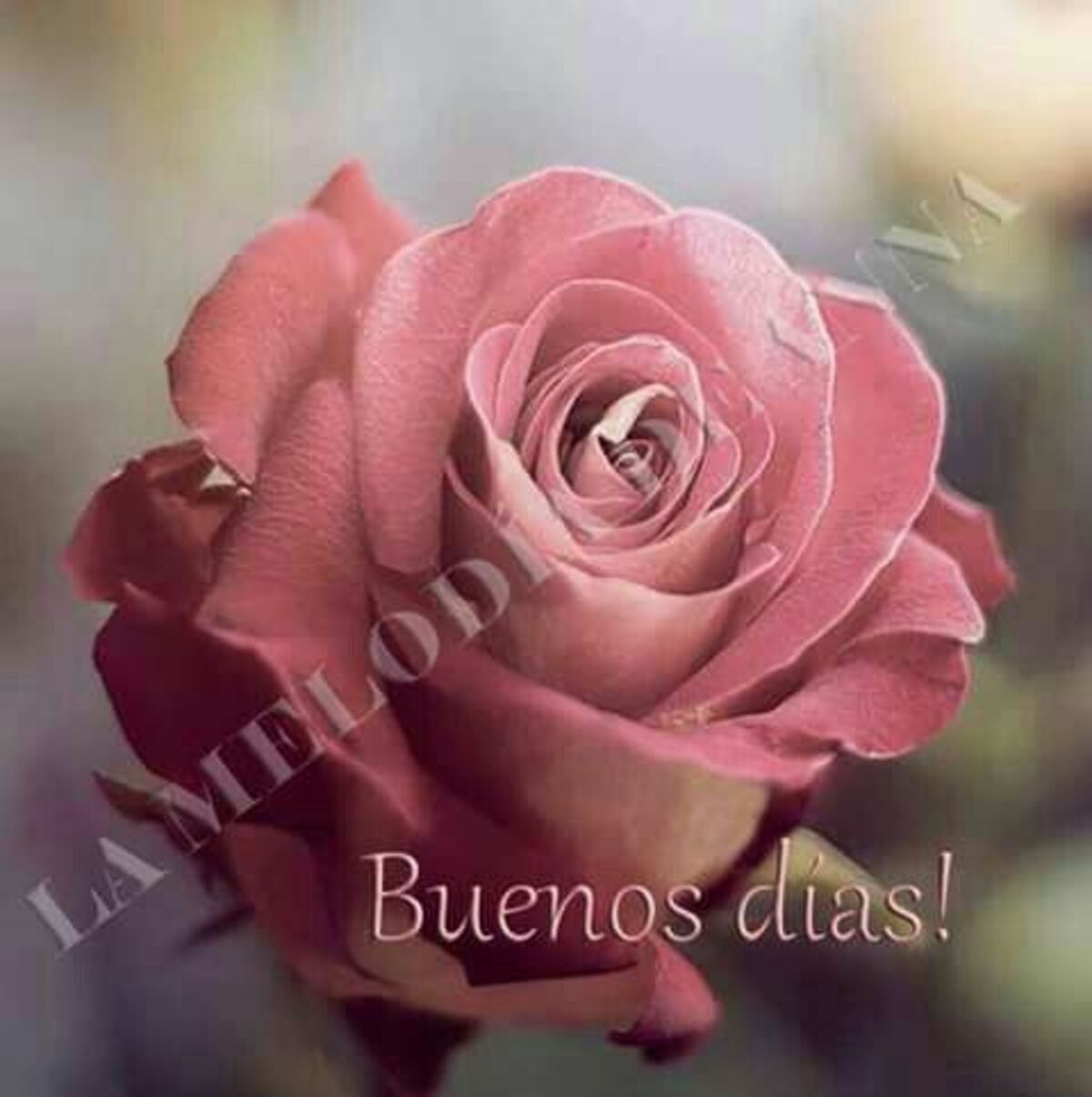 Buenos Días WhatsApp 10