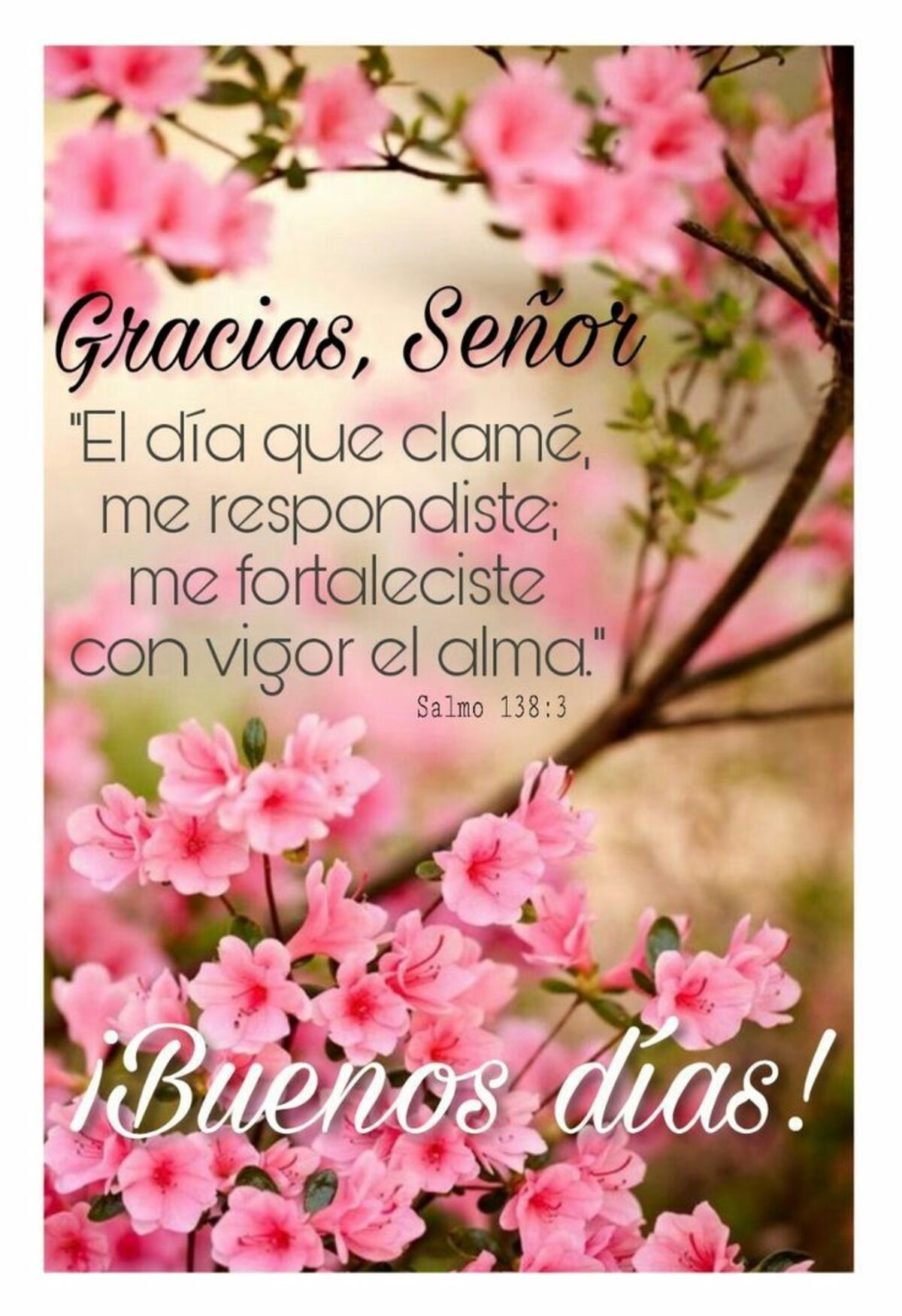 Buenos Días WhatsApp 3