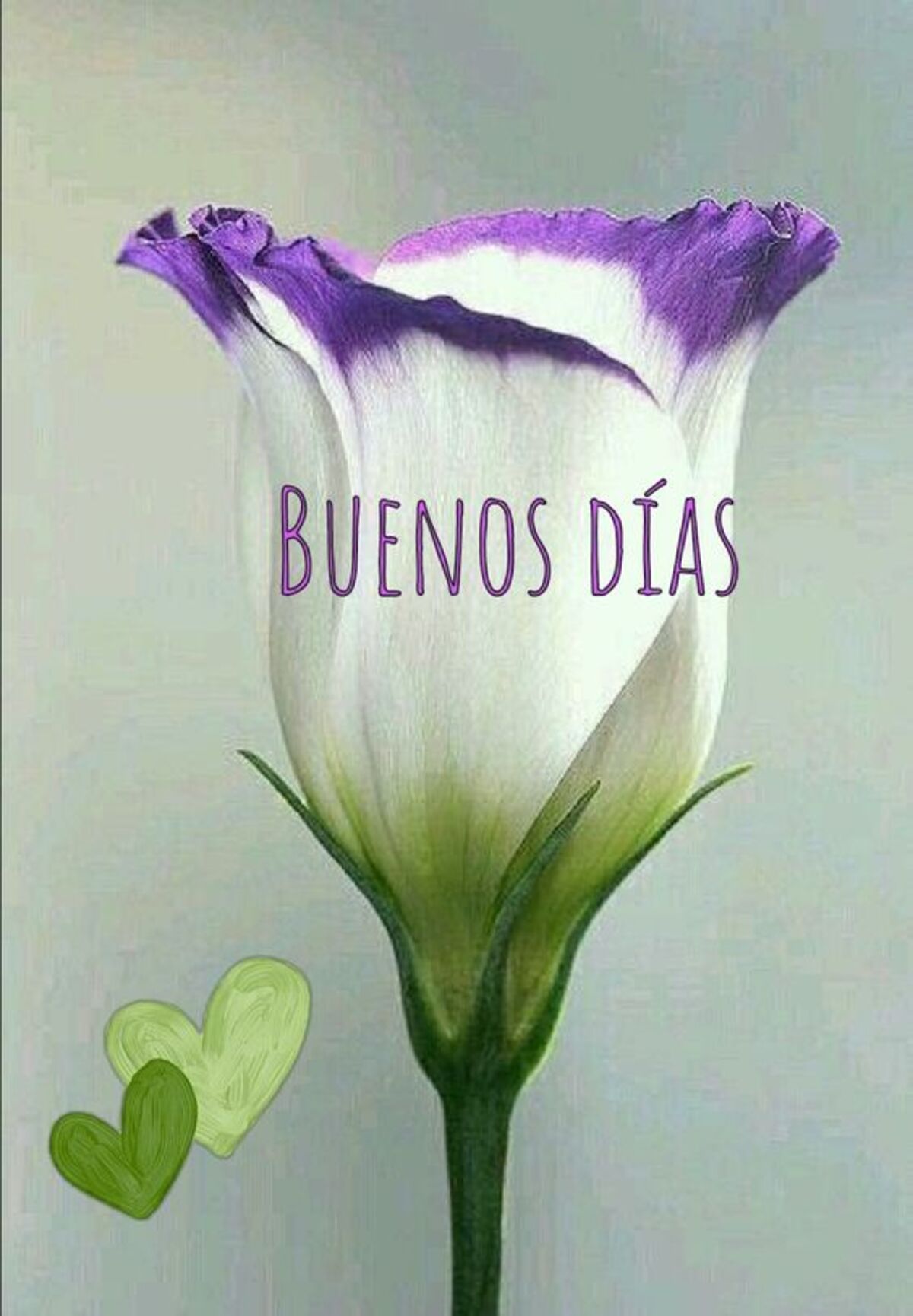Buenos Días amiguitos 12