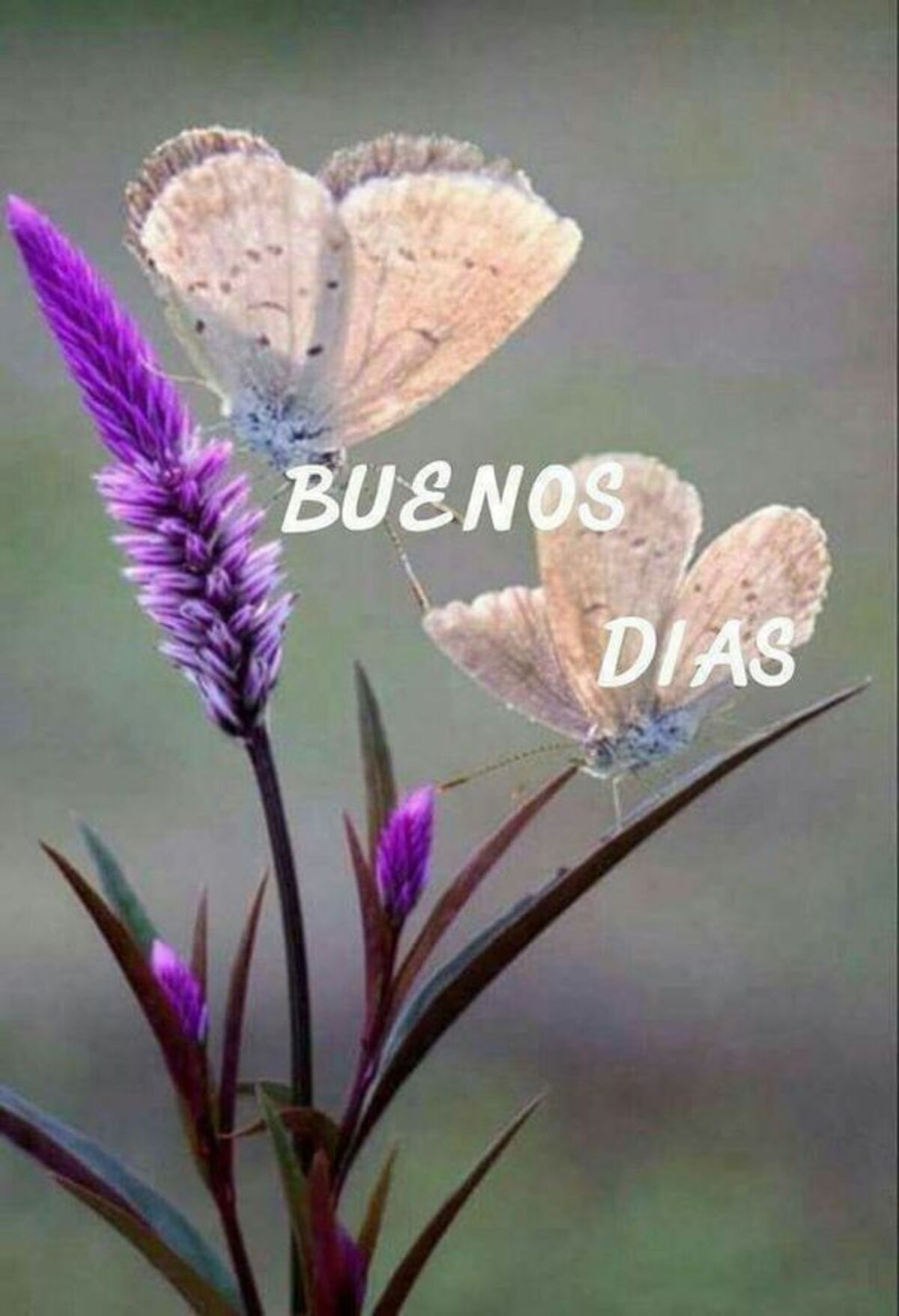 Buenos Días grupo 7