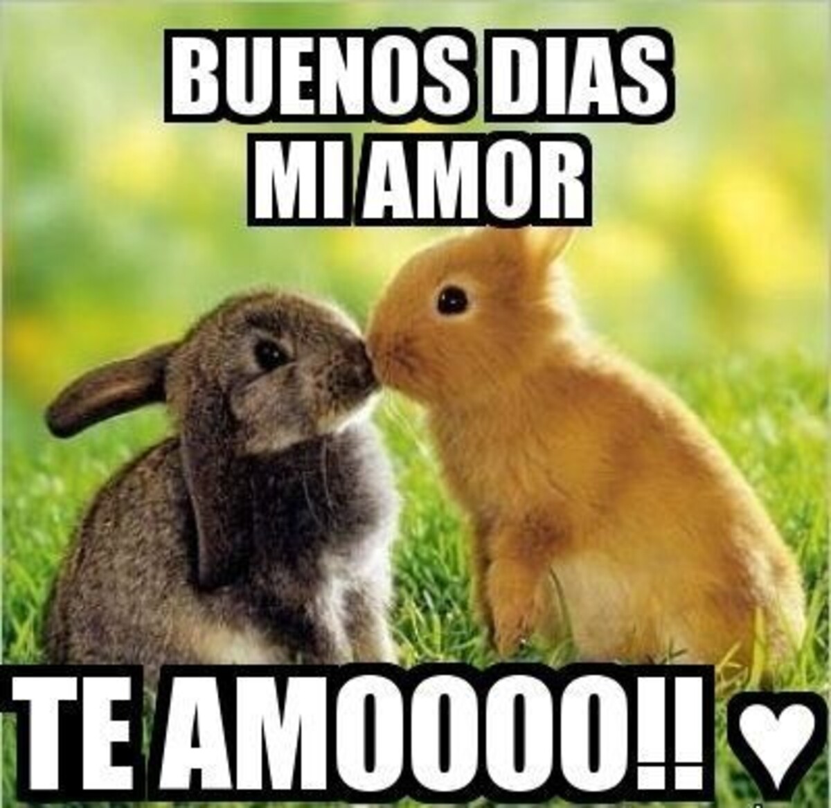 Buenos Días mi amor te amoooo