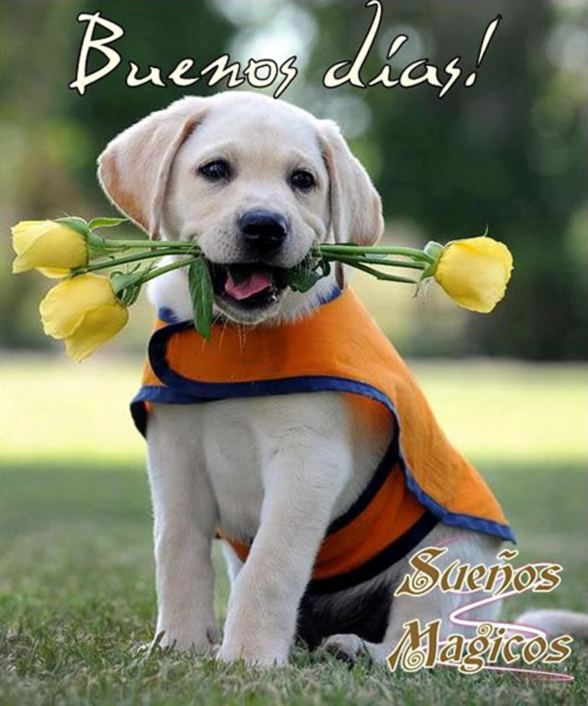 Buenos Días nuevos 5