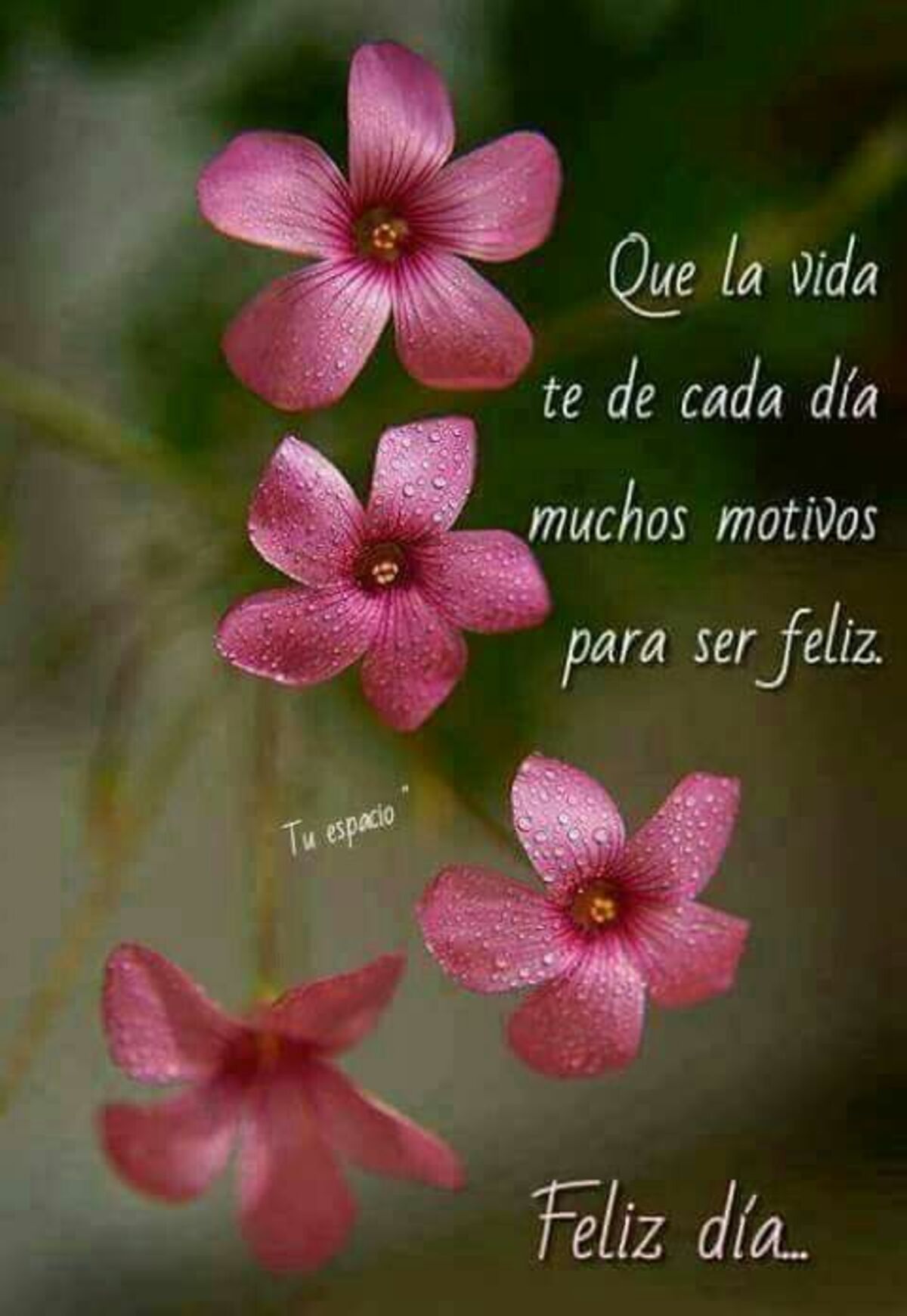 Buenos Días primavera (3)