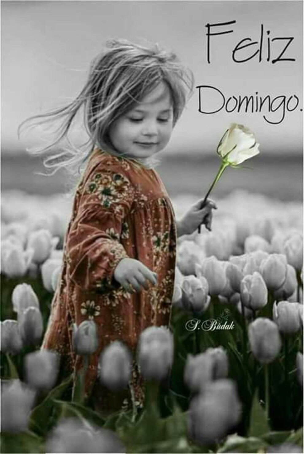 Domingo 13