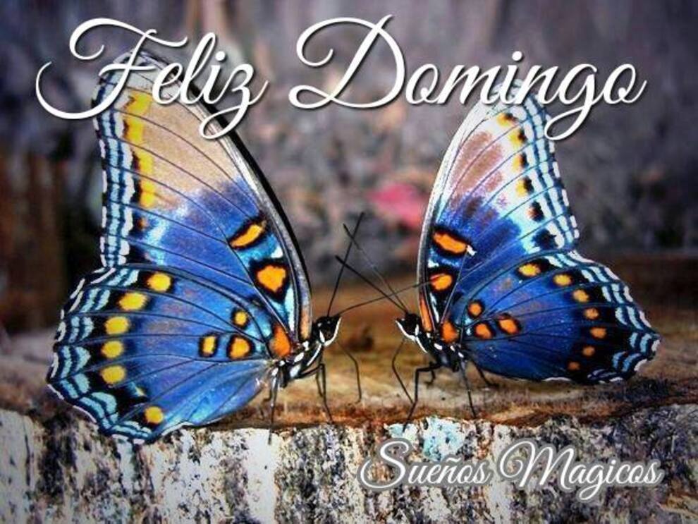 Domingo 14