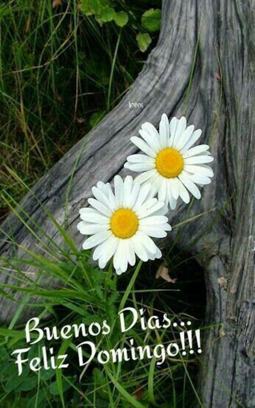 Domingo 16