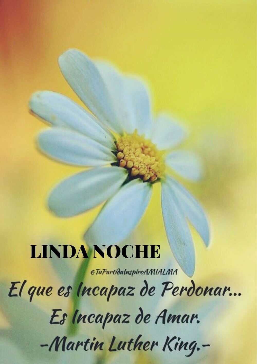 Felices Sueños 1