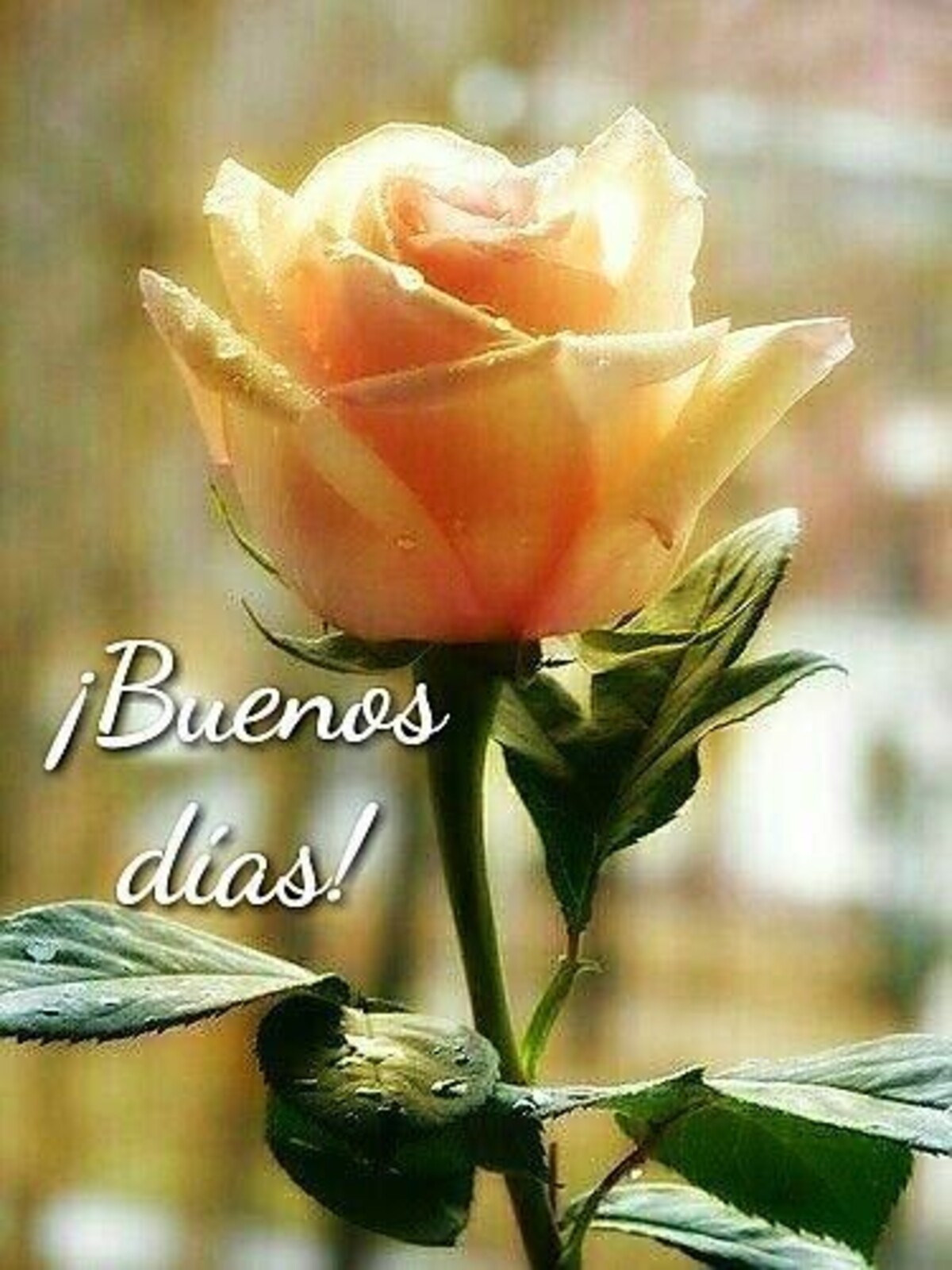 Feliz Día 15