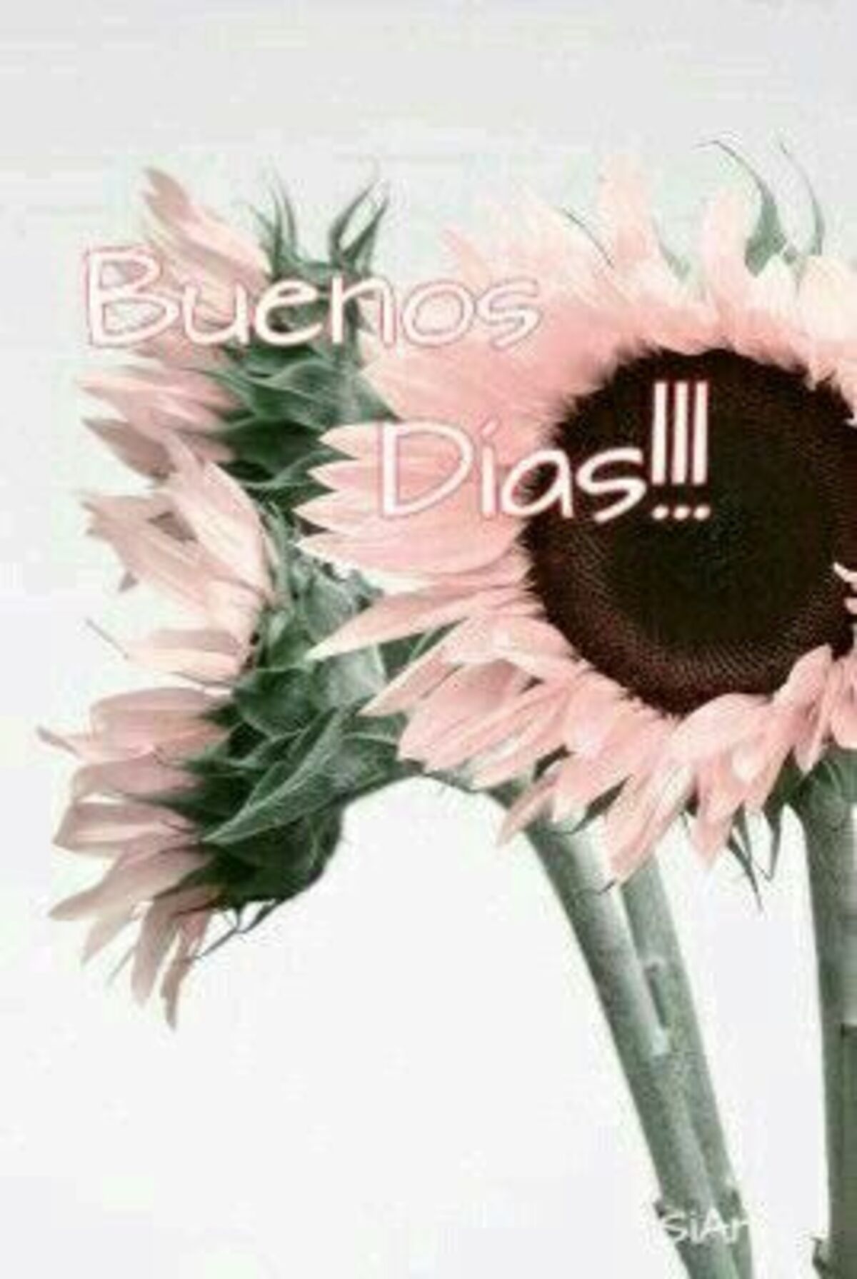 Feliz Día 3