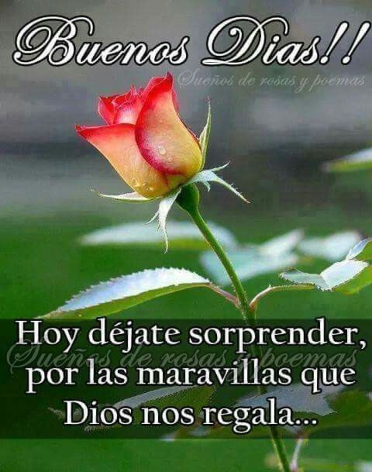Feliz Día 9