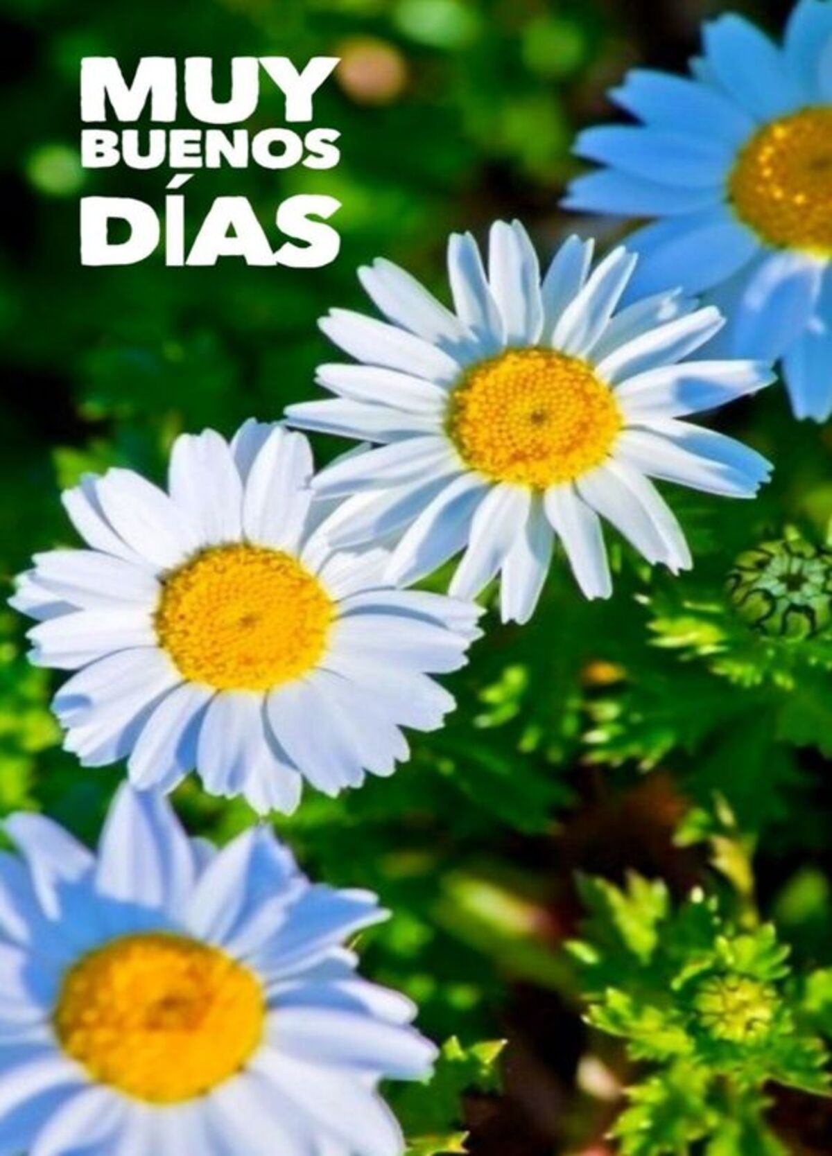 Feliz Día Bendiciones para WhatsApp 3