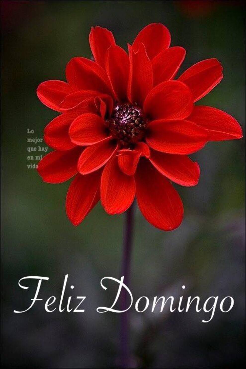 Feliz Domingo 12