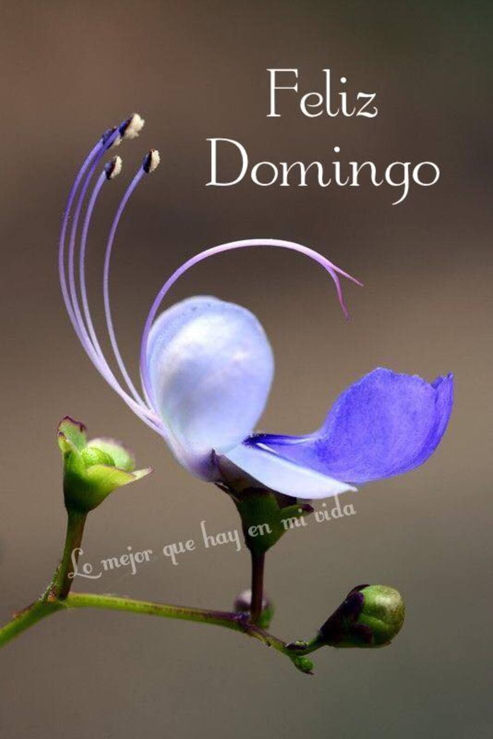Feliz Domingo 16