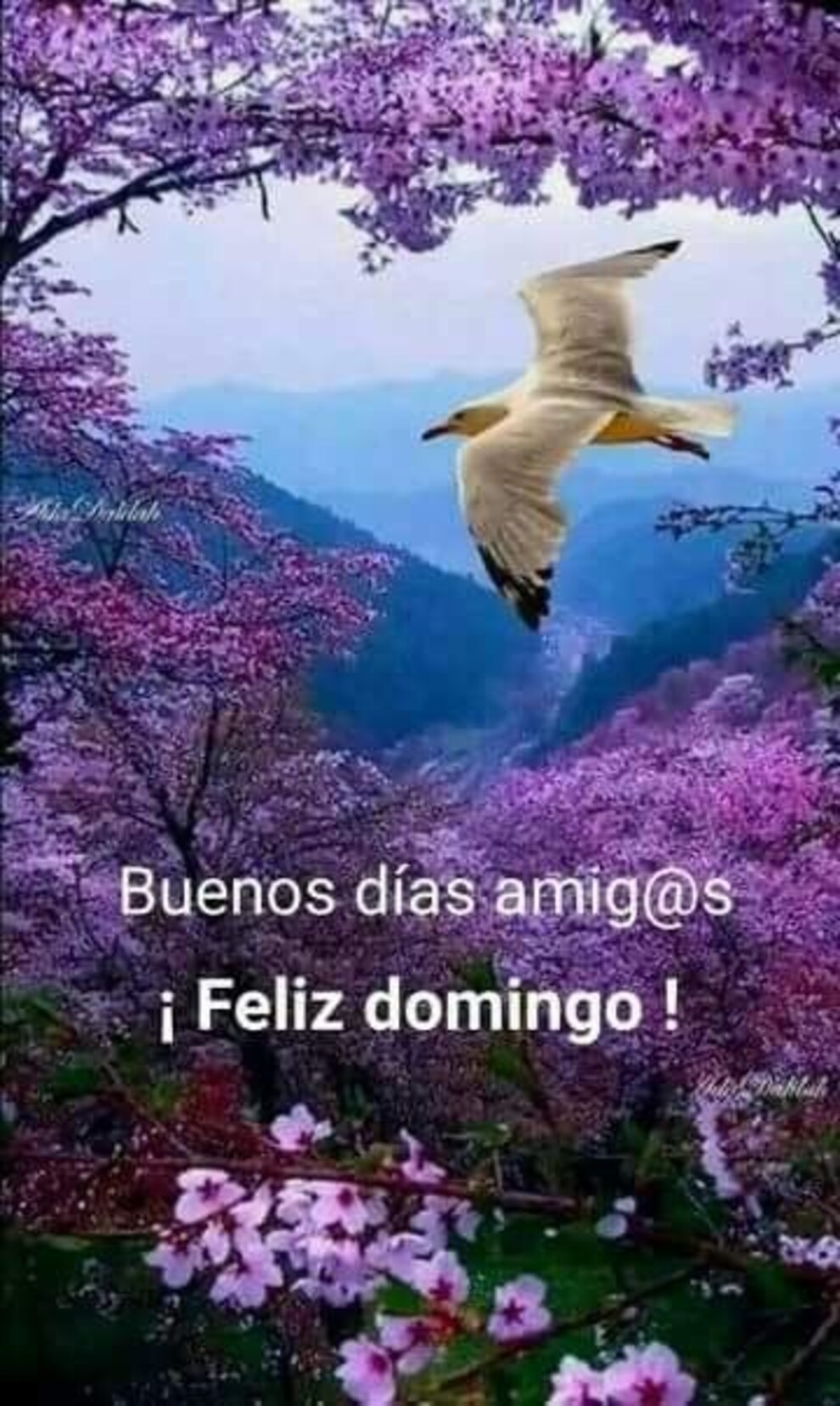 Feliz Domingo Pinterest 9
