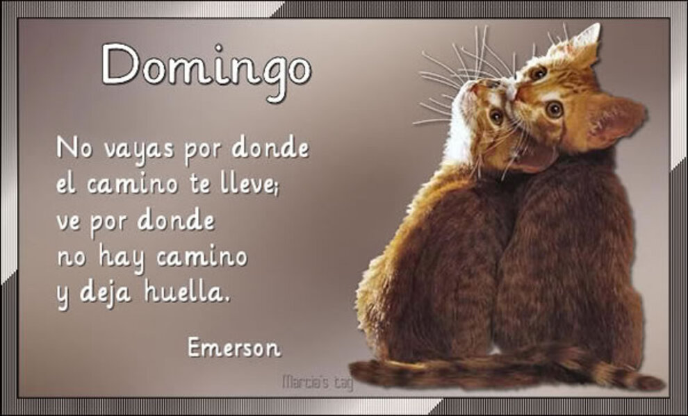 Feliz Domingo WhatsApp 4