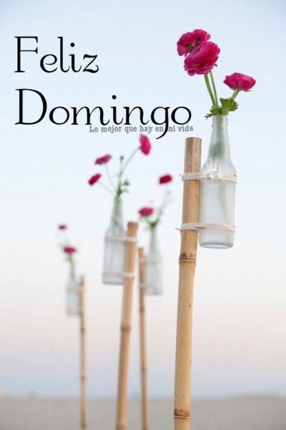 Feliz Domingo amor (3)