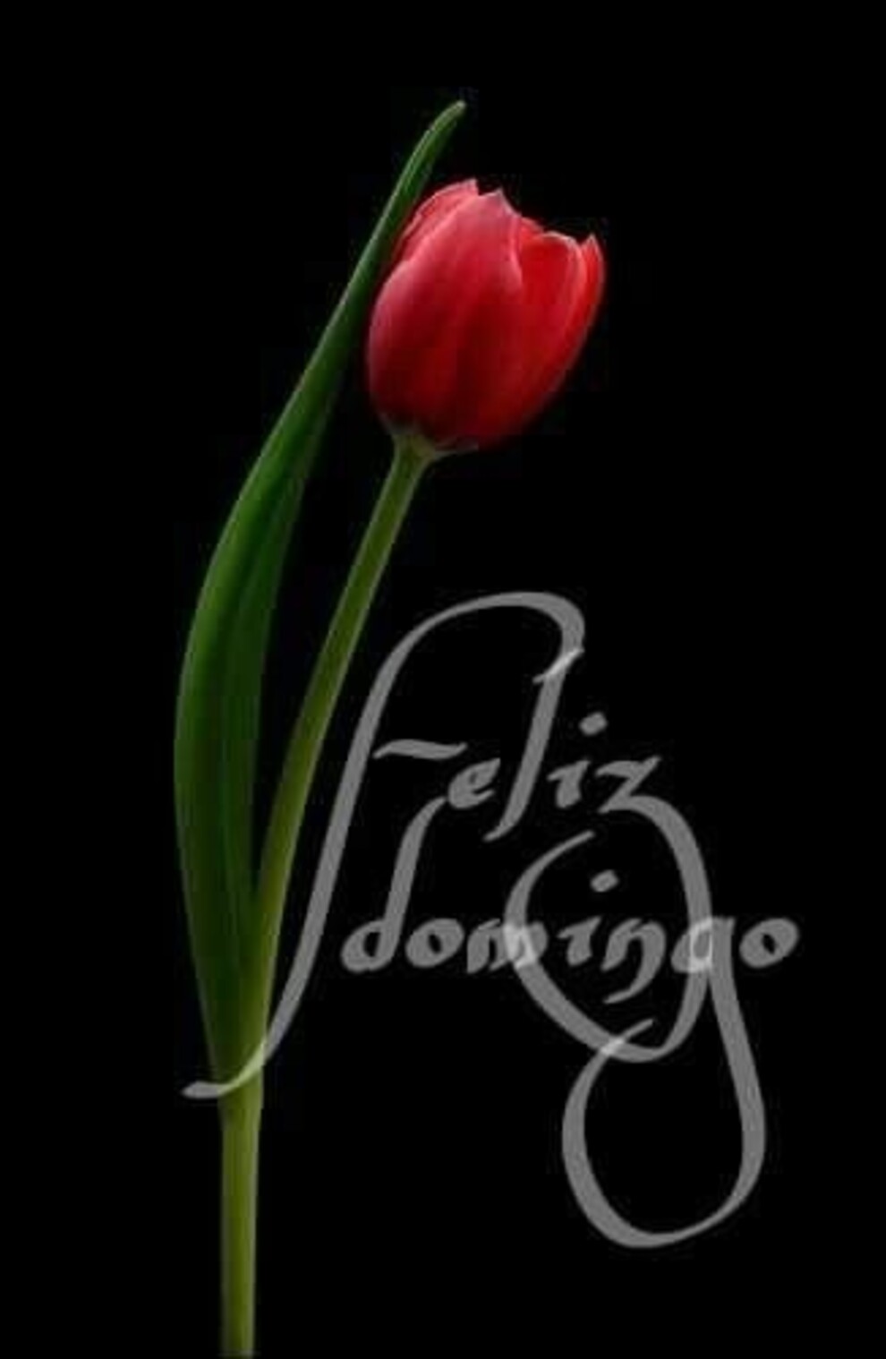 Feliz Domingo amor (5)