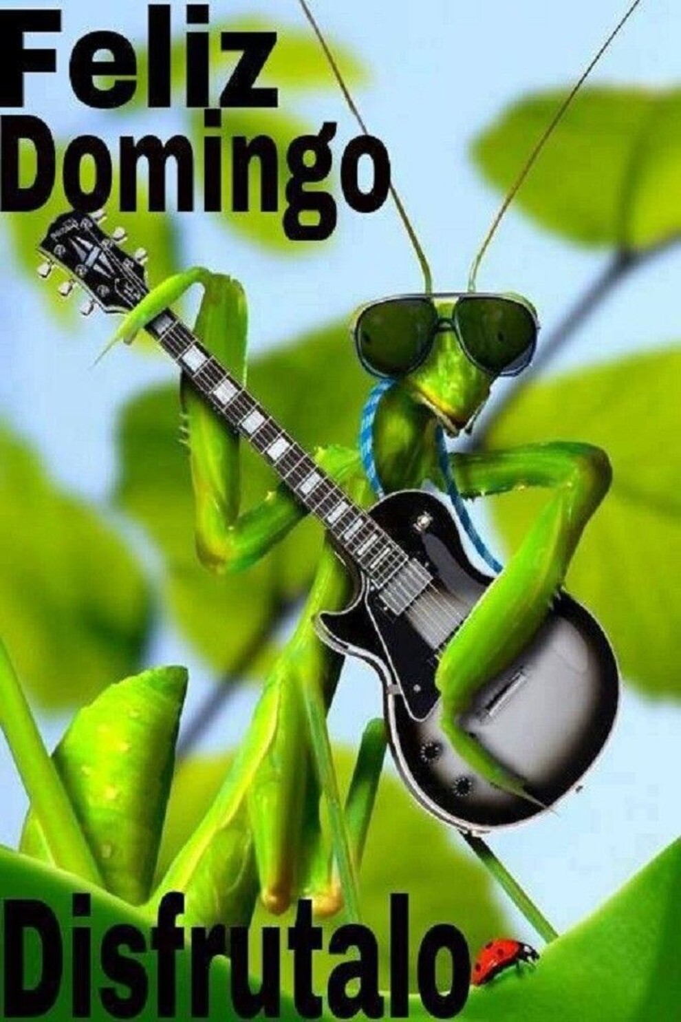 Feliz Domingo disfrutalo