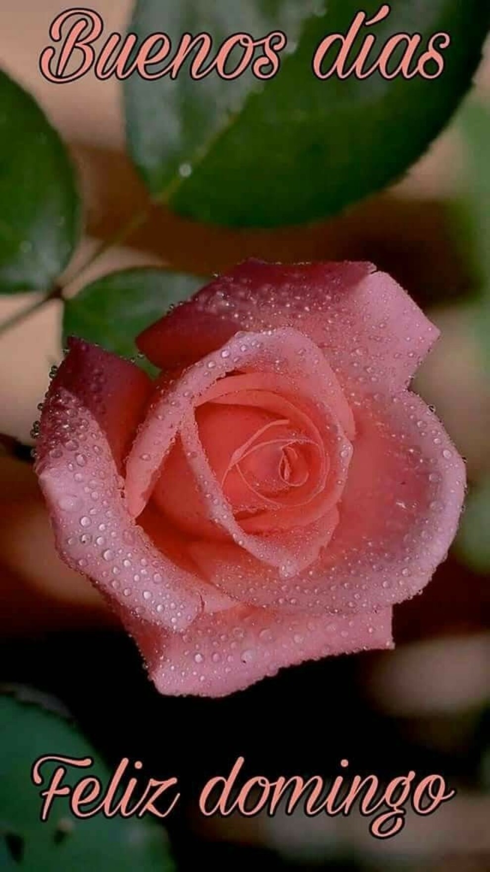 Feliz Domingo para mis amigos del Facebook 12
