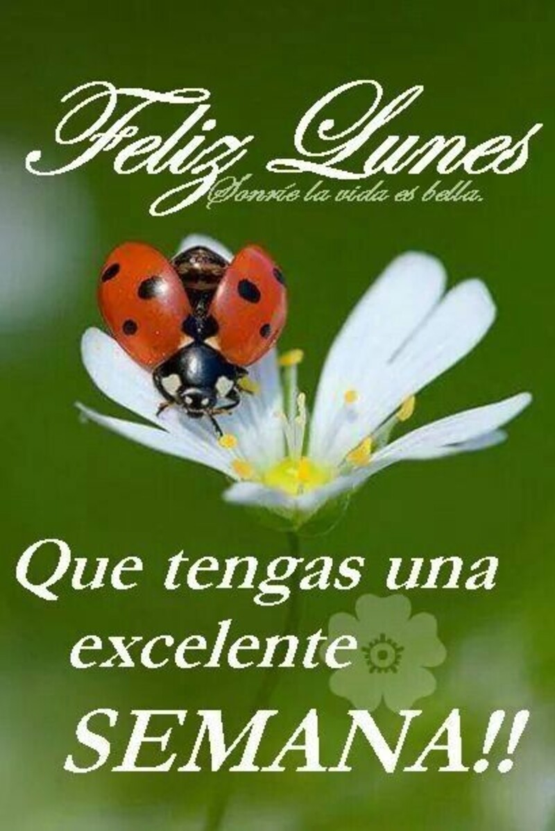 Feliz Lunes que tengas una excelente semana