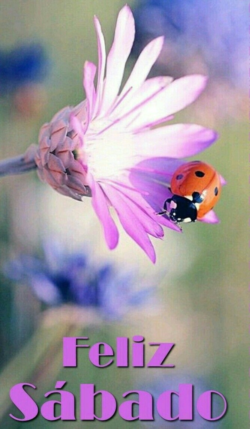 Feliz Sábado Buenos Días Pinterest 1
