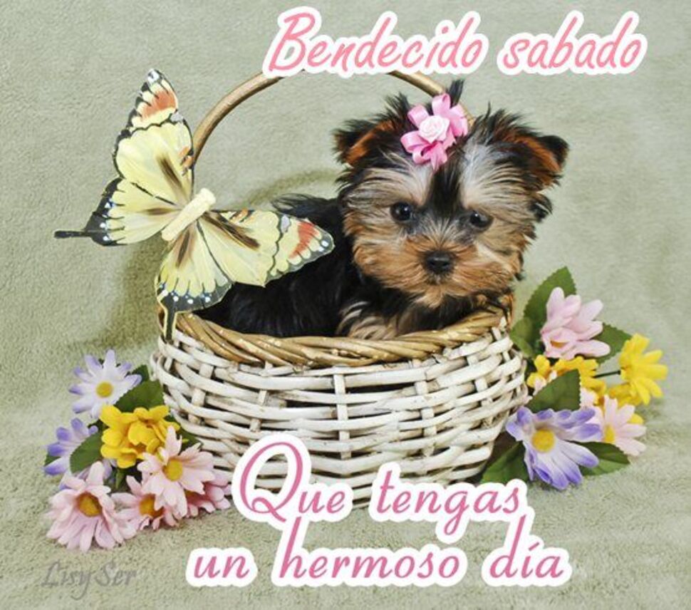 Feliz Sábado WhatsApp 1