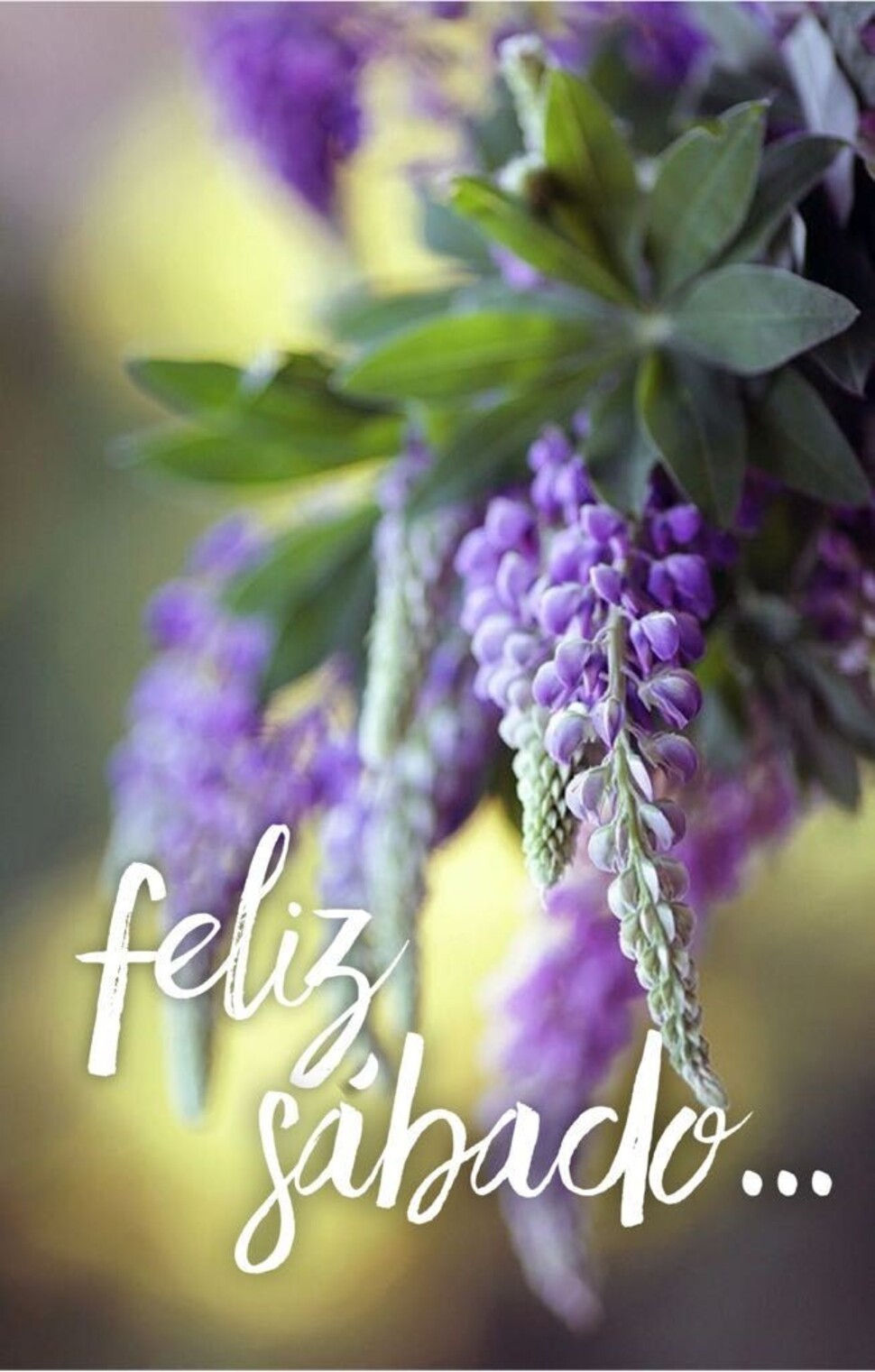 Feliz Sábado WhatsApp 4