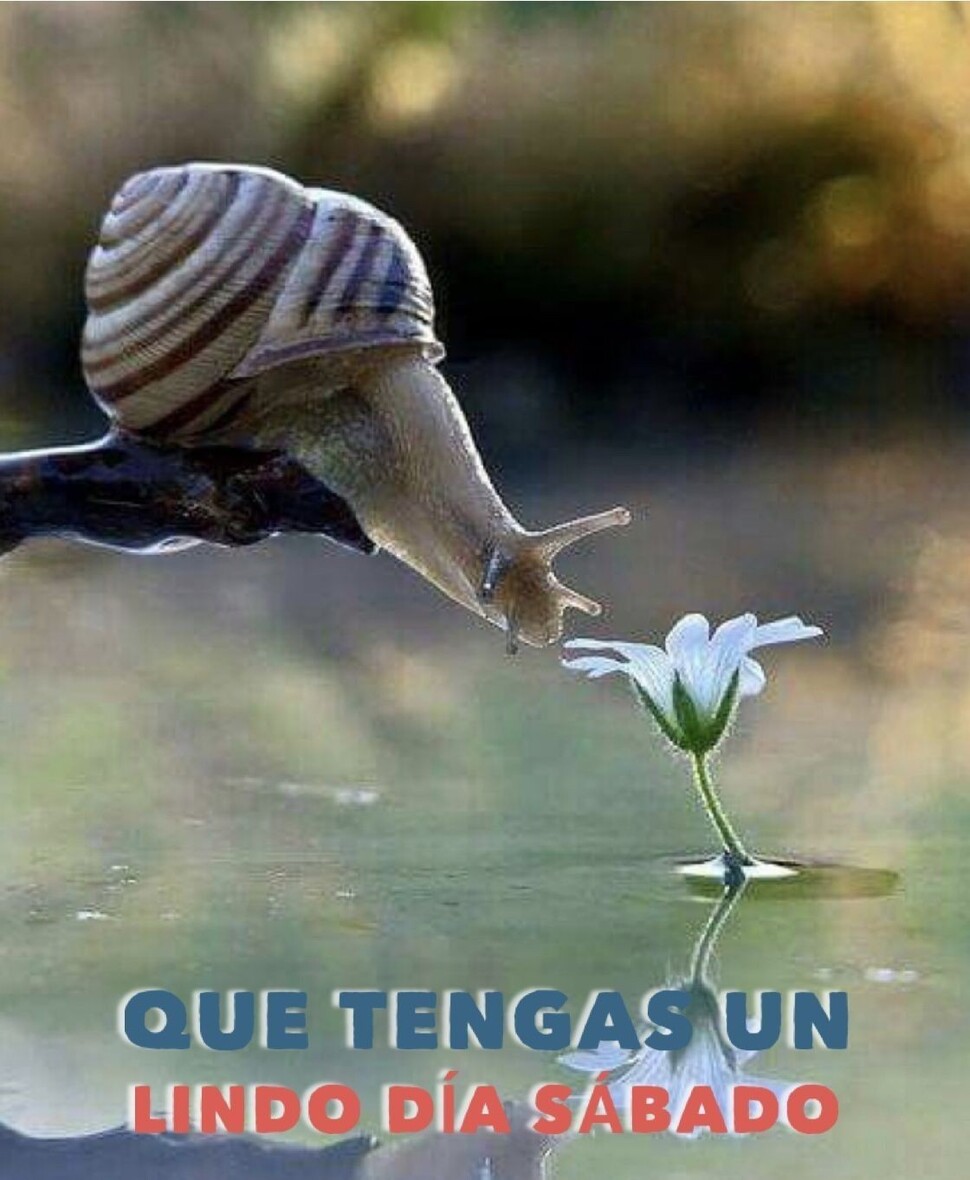 Feliz Sábado imágenes gratis para compartir 12