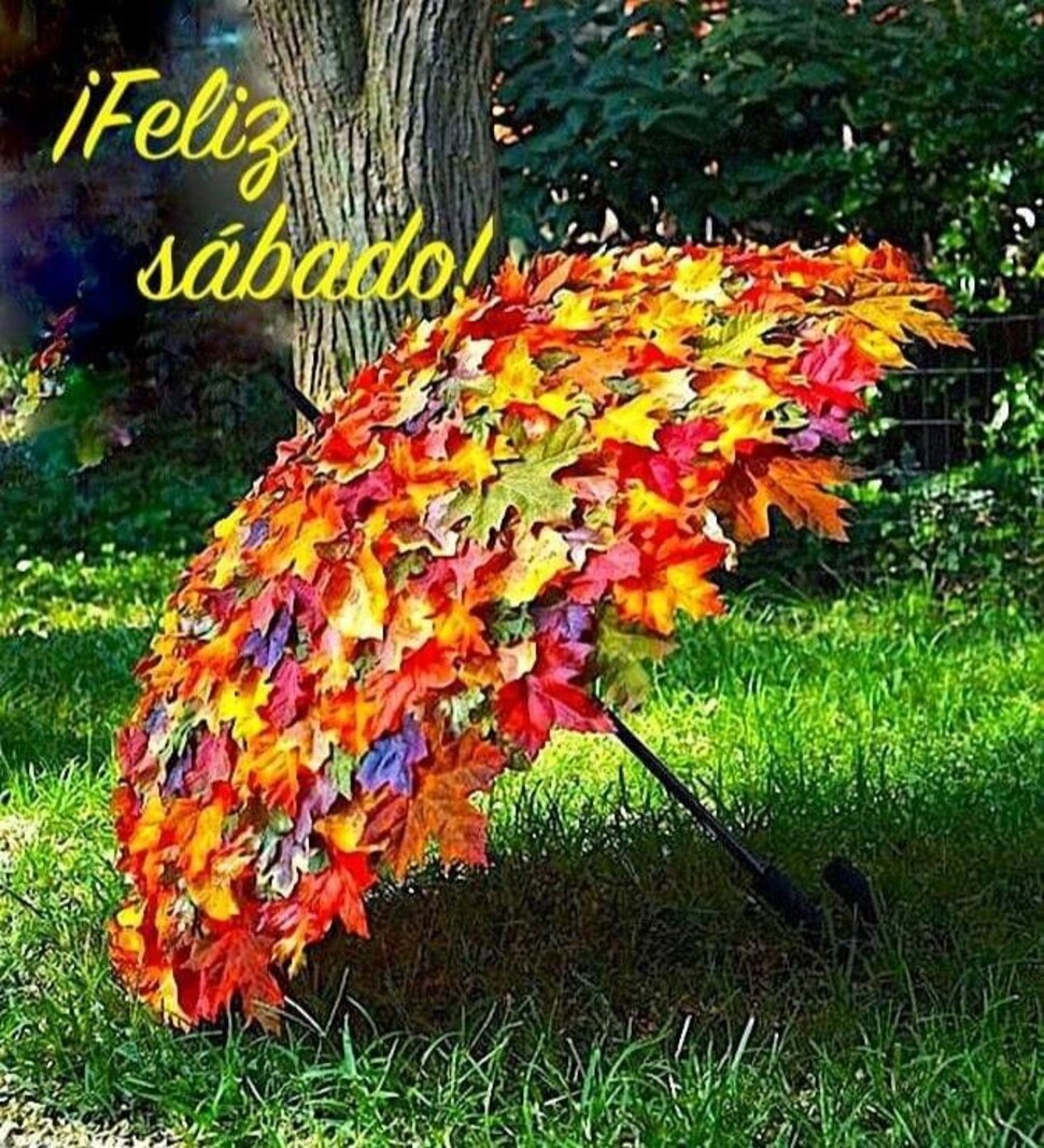 Feliz Sábado lluvioso (1)