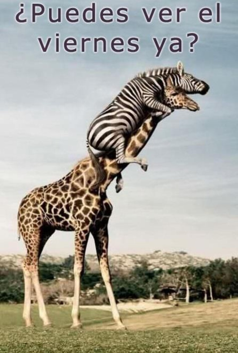 Feliz Viernes imágenes divertidas para WhatsApp (2)