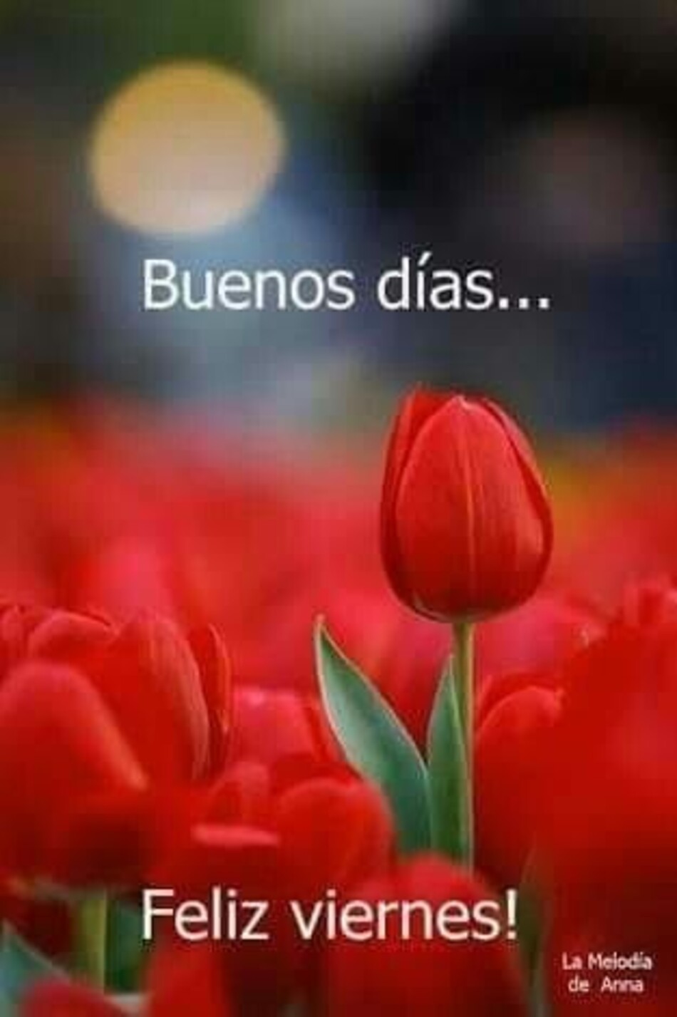 Feliz Viernes mi amor te quiero (4)