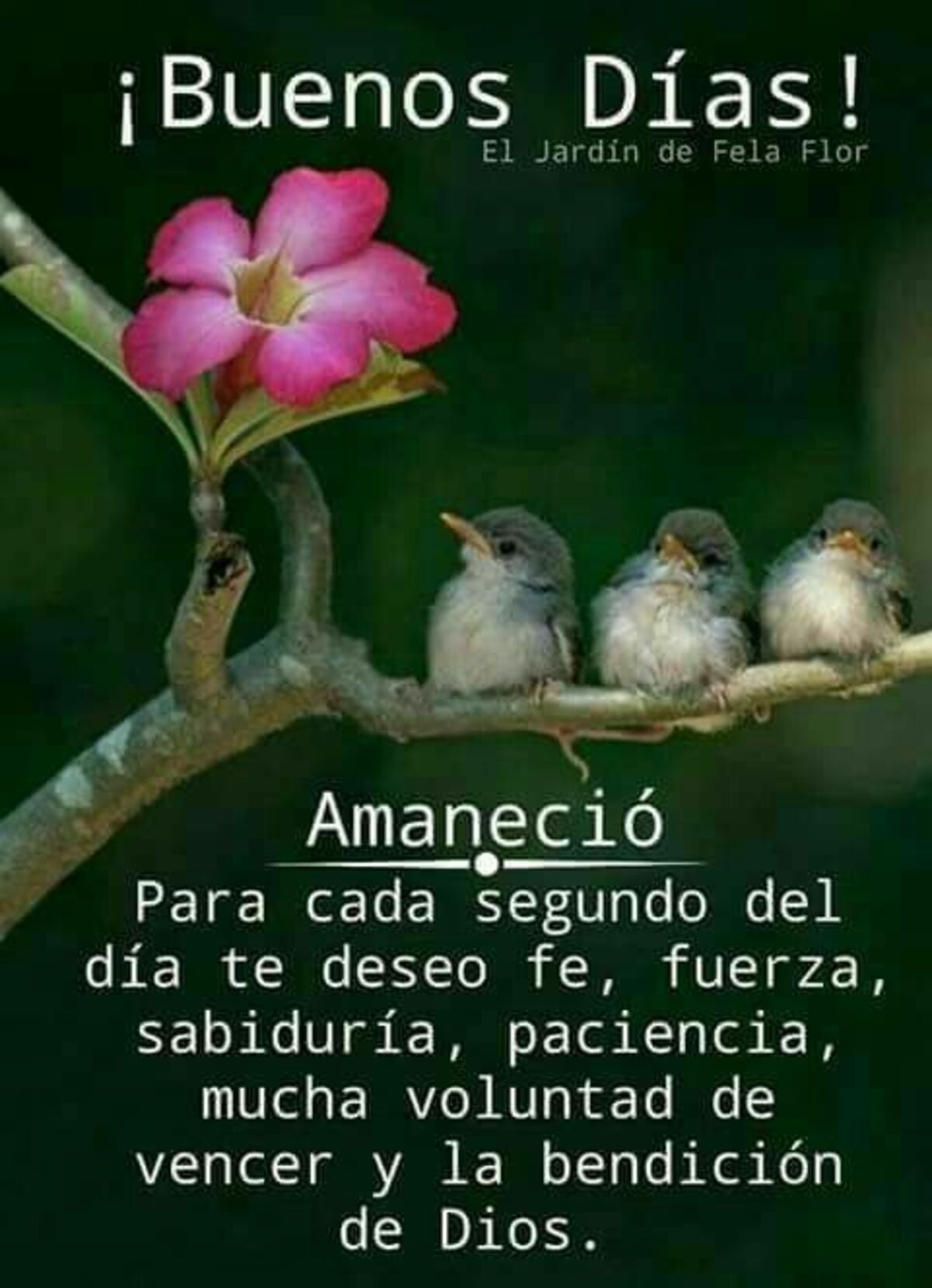 Imágenes Buenos Días a todos 12